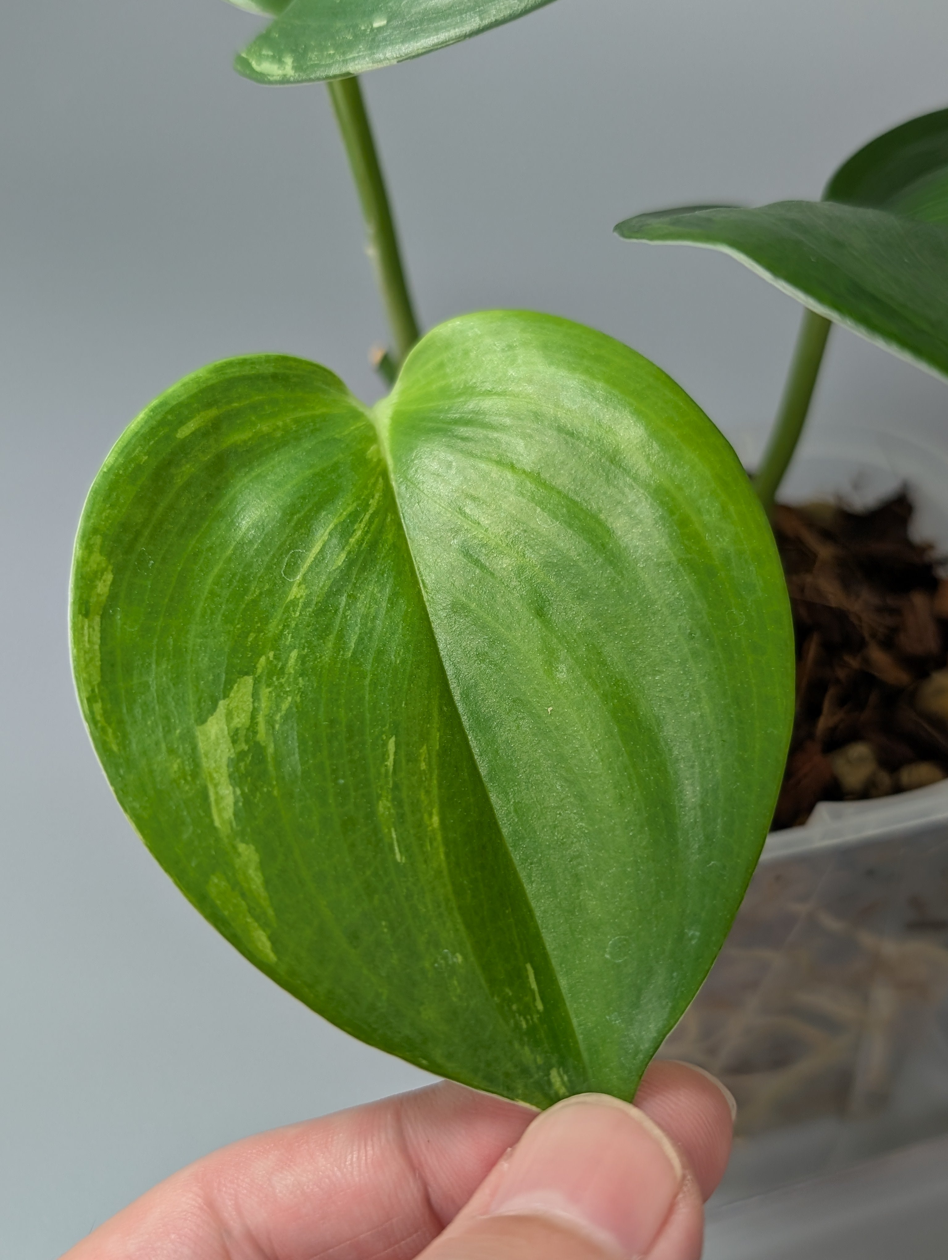 スキンダプサス ルビコン 斑入り / Scindapsus rubico var