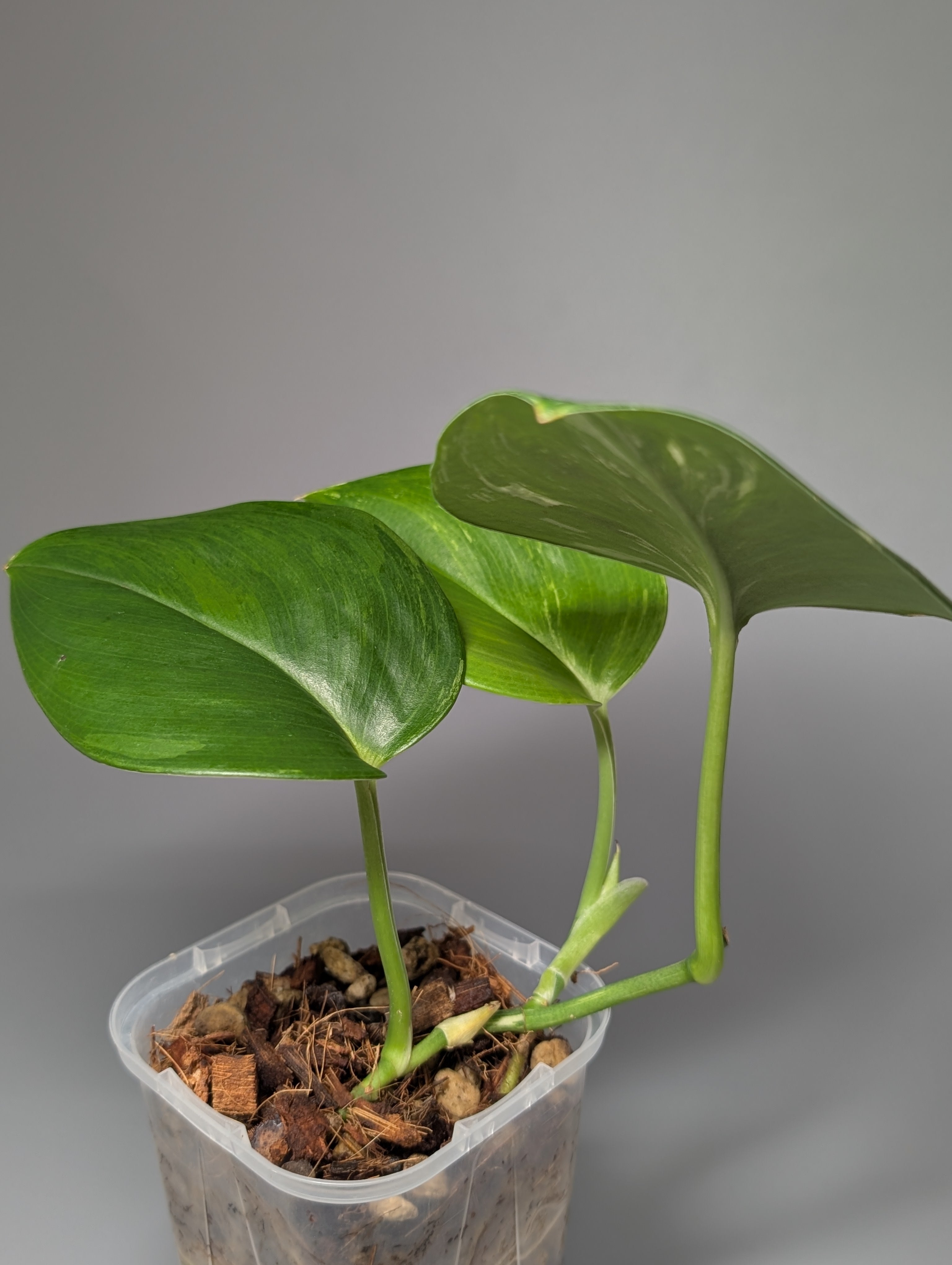 スキンダプサス　マカロ　良斑入り Yahoo!オークション - 「11」スキンダプサス・ピクタス