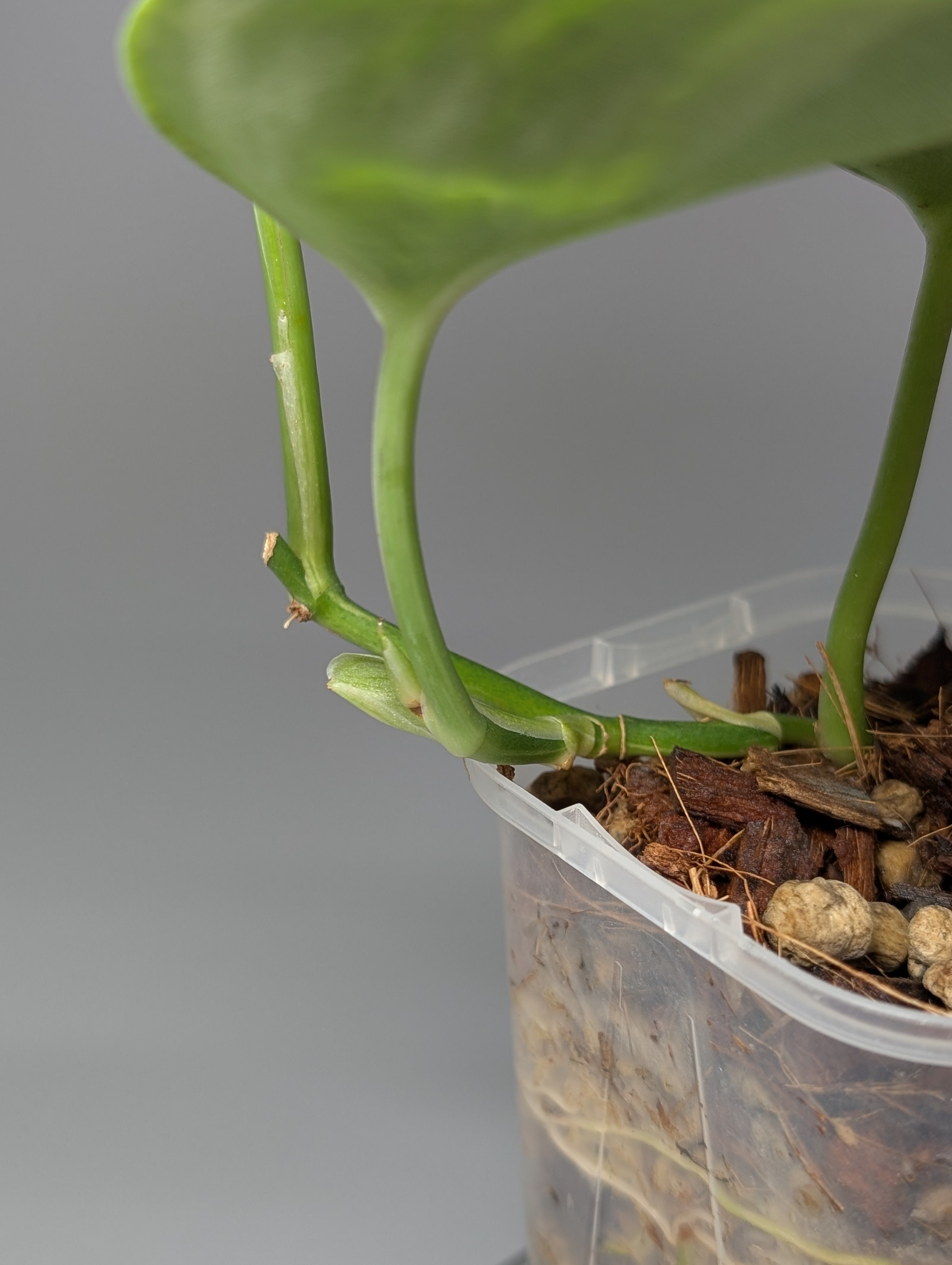 スキンダプサス ルビコン 斑入り / Scindapsus rubico var