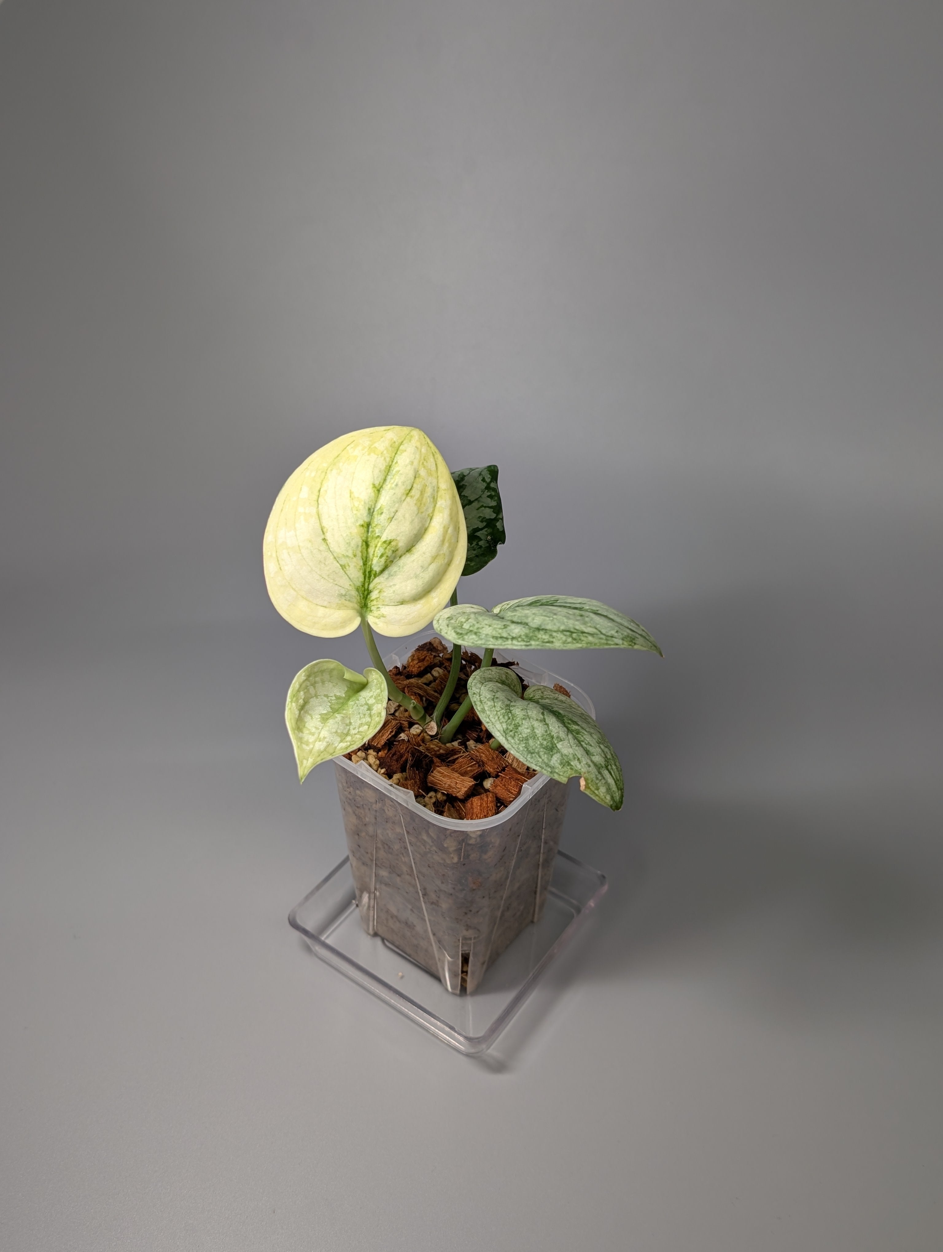 All Plants – Nakayama-Plants