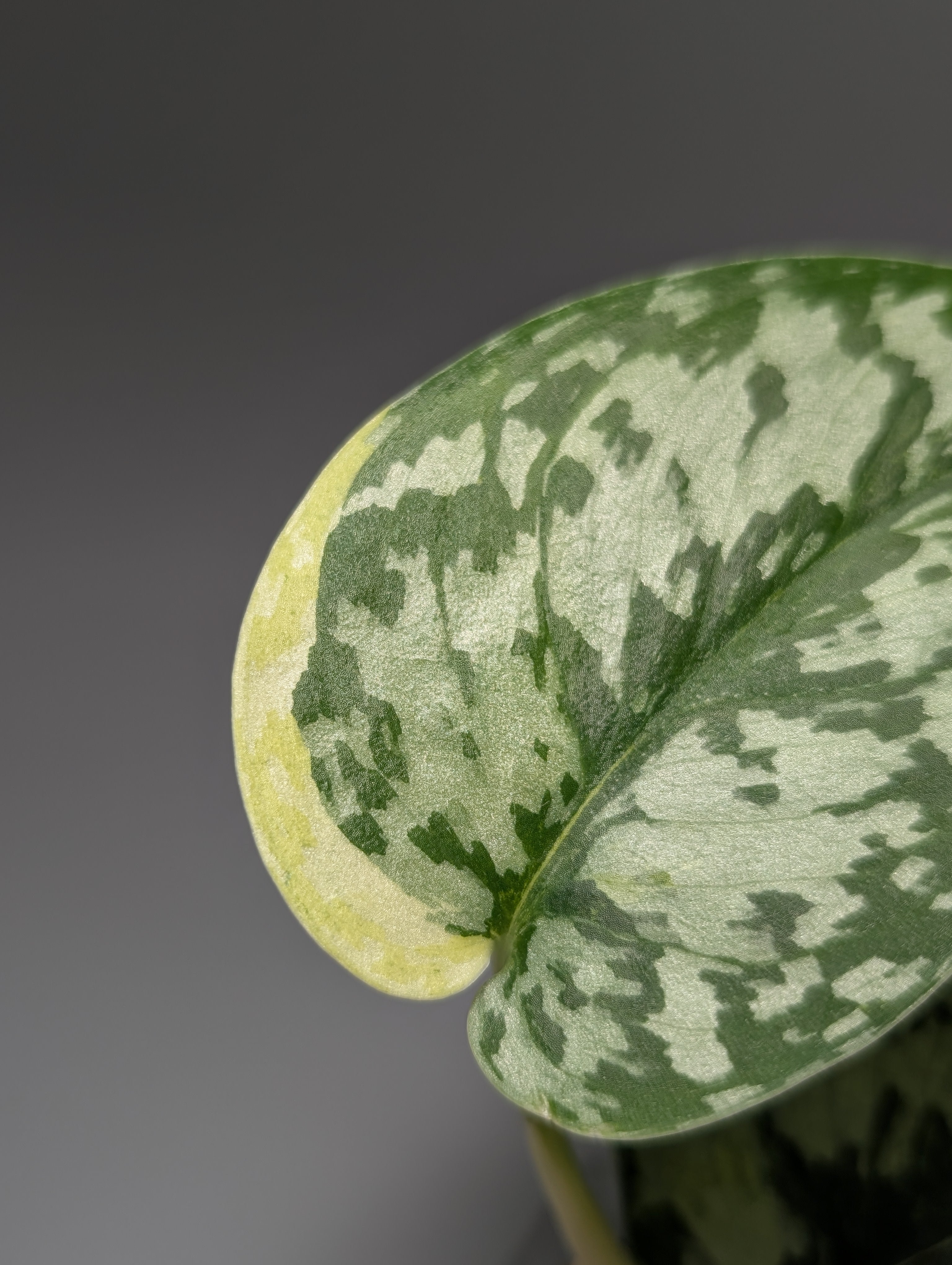 スキンダプサス マハリカ / Scindapsus maharlika (1) – Nakayama-Plants