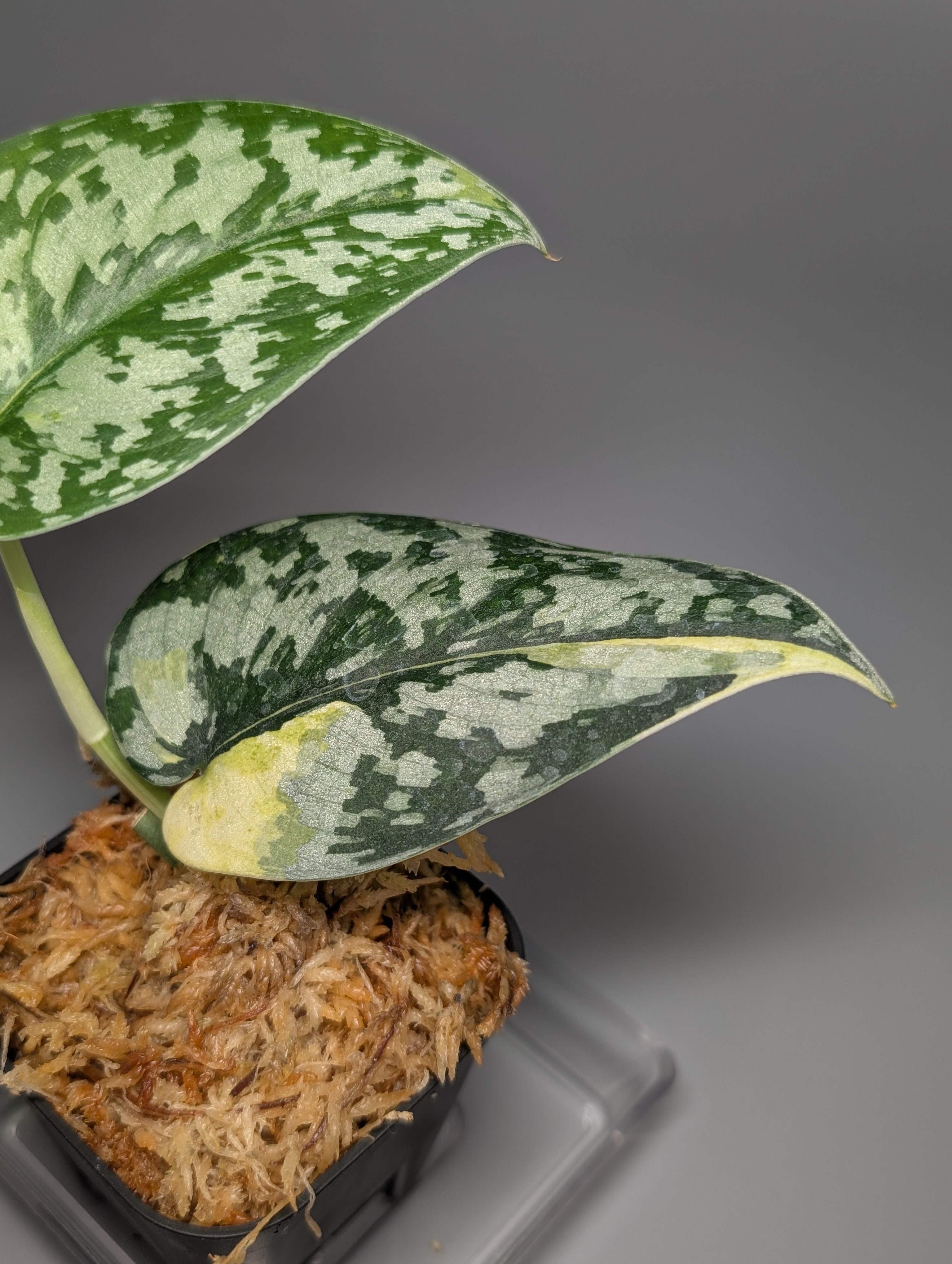 スキンダプサス マハリカ / Scindapsus maharlika (1) – Nakayama-Plants