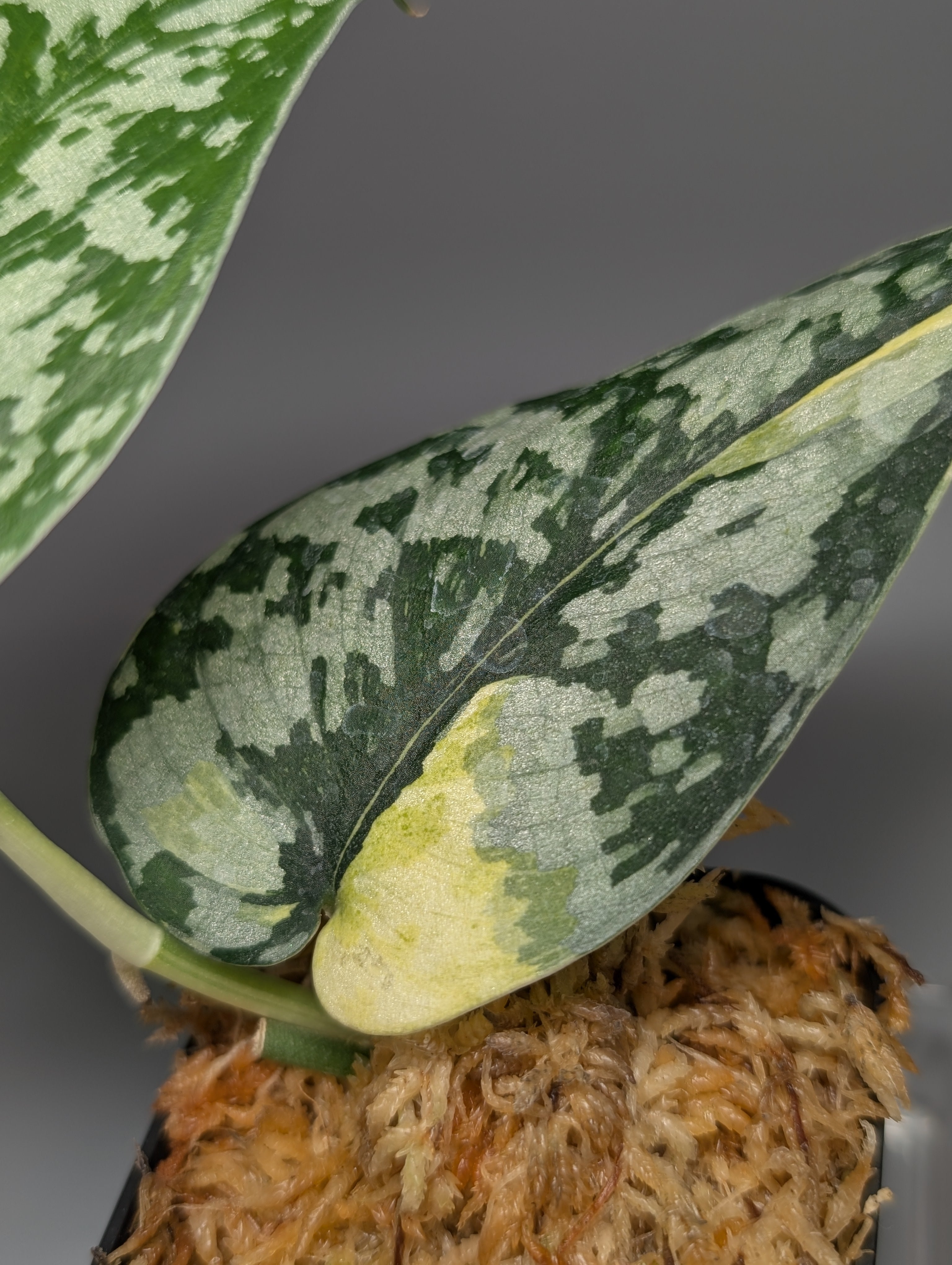 スキンダプサス マハリカ / Scindapsus maharlika (1) – Nakayama-Plants