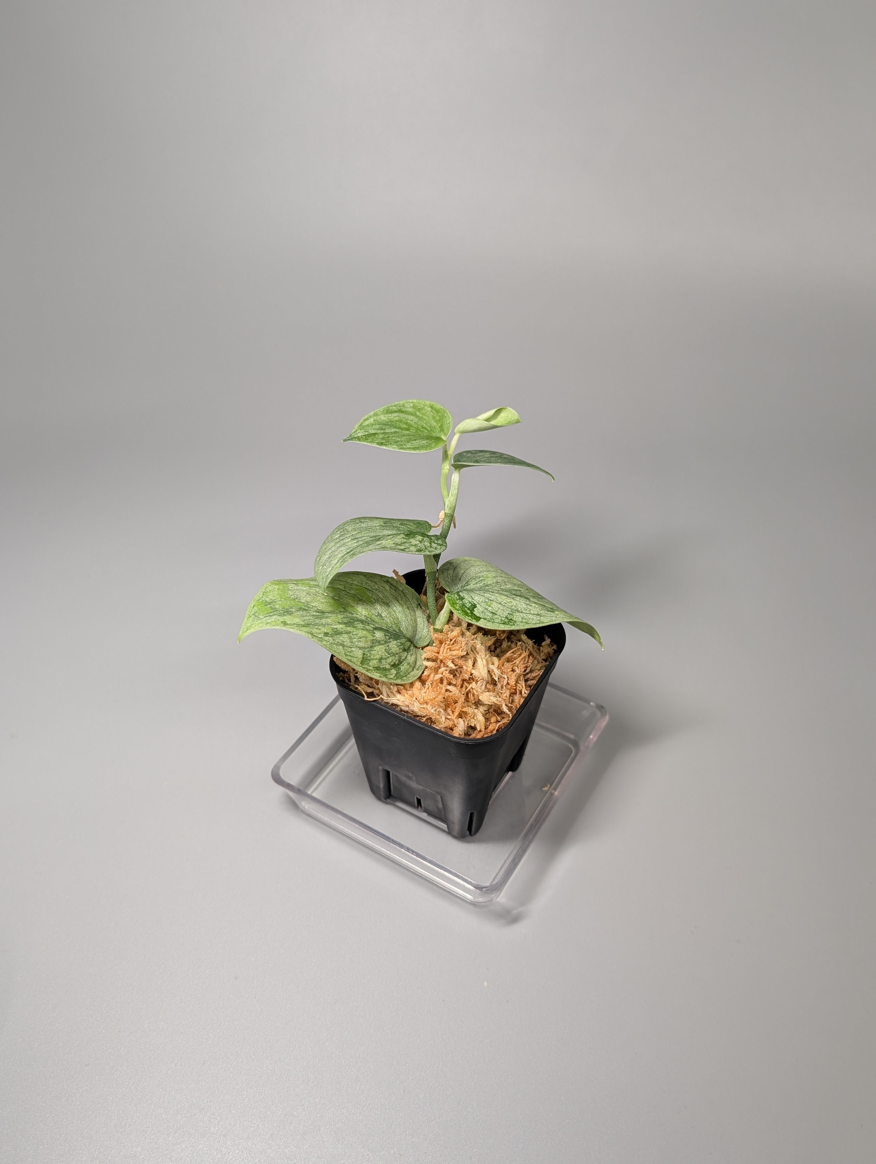 激レア　スキンダプサス　グリーンエメラルド　ミューテーション スキンダプサス スノーフレック ミューテーション / Scindapsus