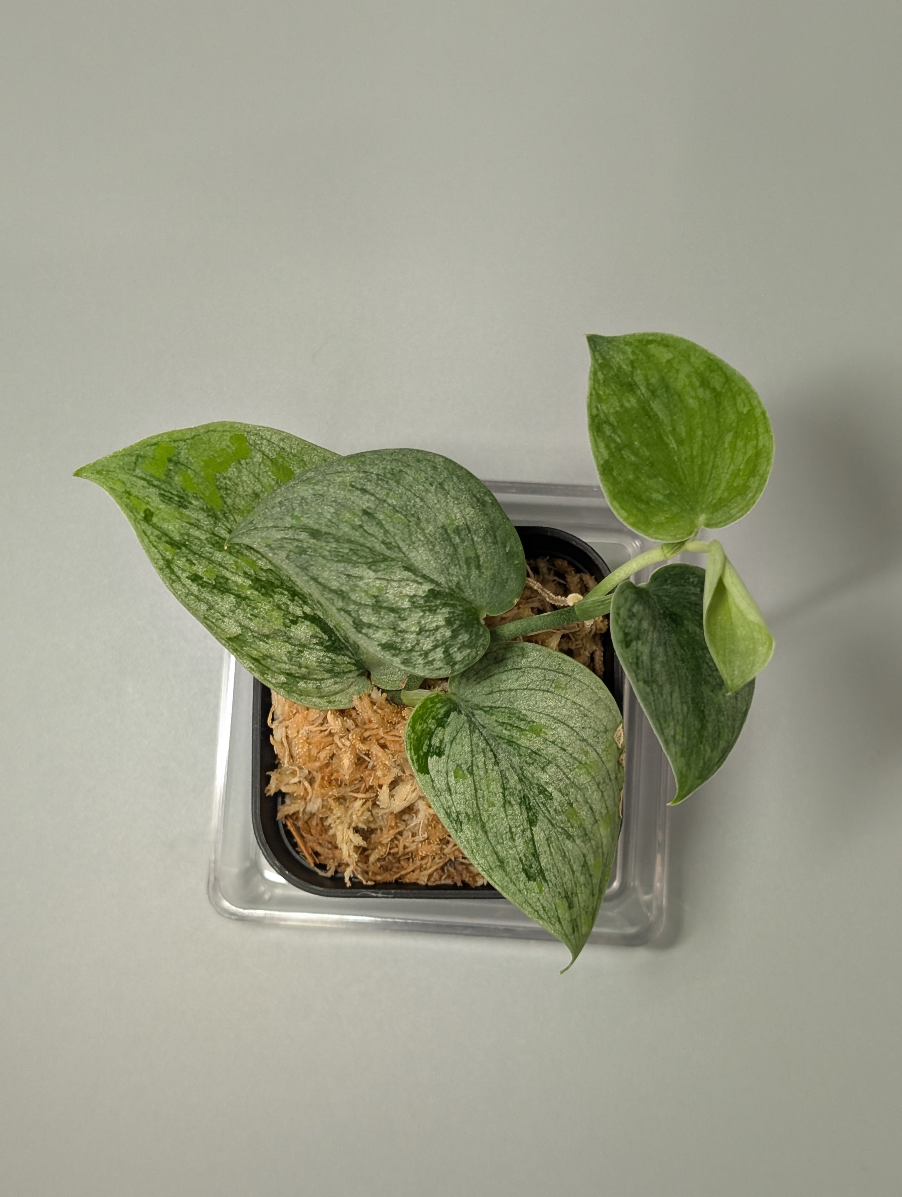 Scindapsus Acintya Mutated スキンダプサス スキンダプサス スノー