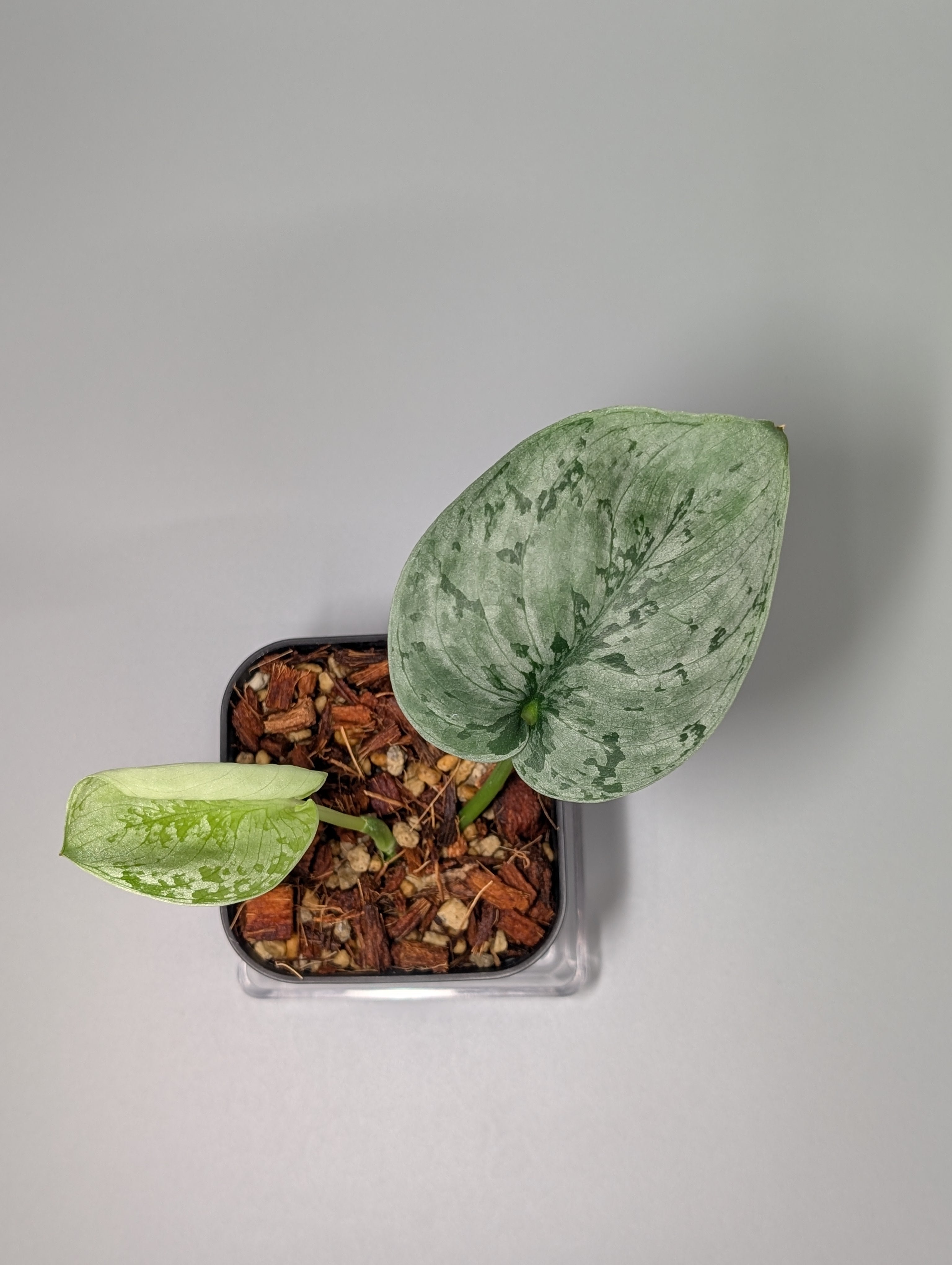 Nakayama Plants – Nakayama-Plants