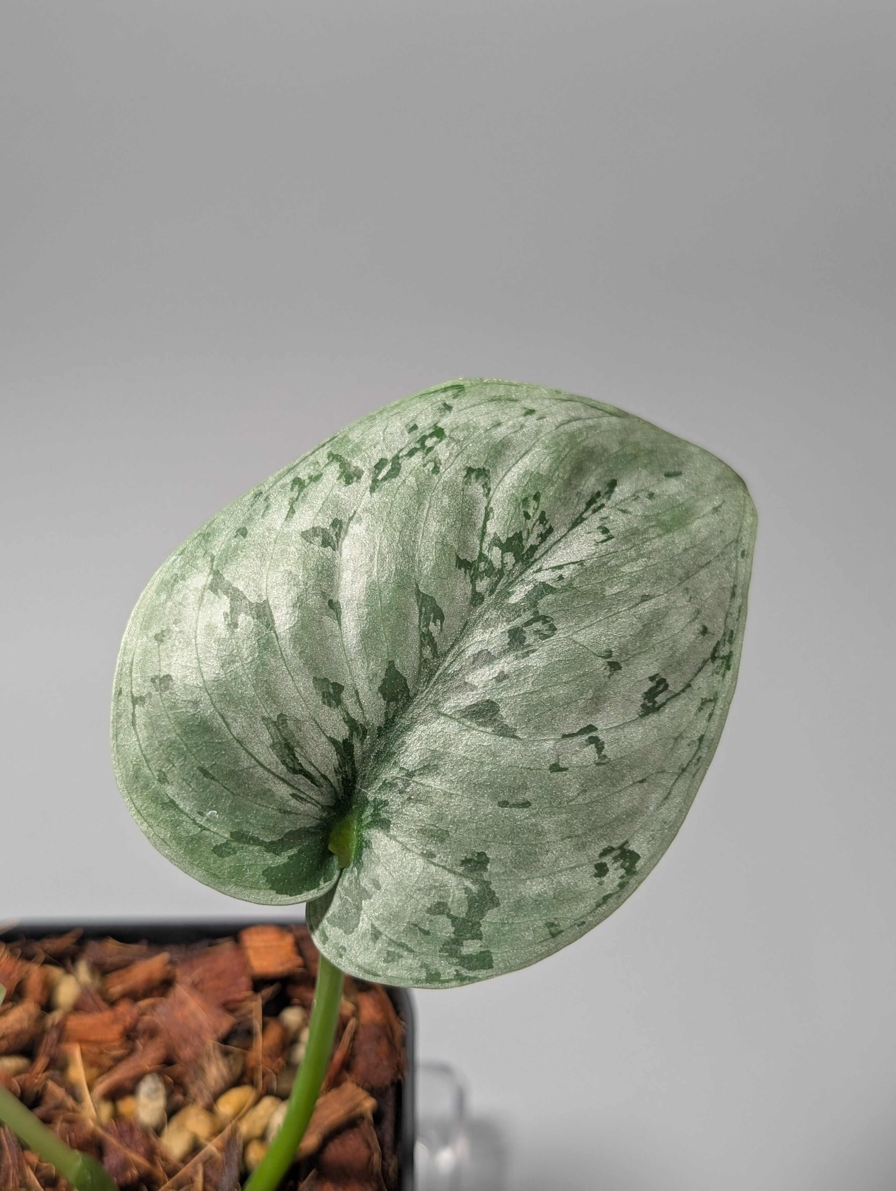 レア！　Scindapsus Lakambini スキンダプサス・ラカンビニ Yahoo!オークション - 「15」Scindapsus Lakambini