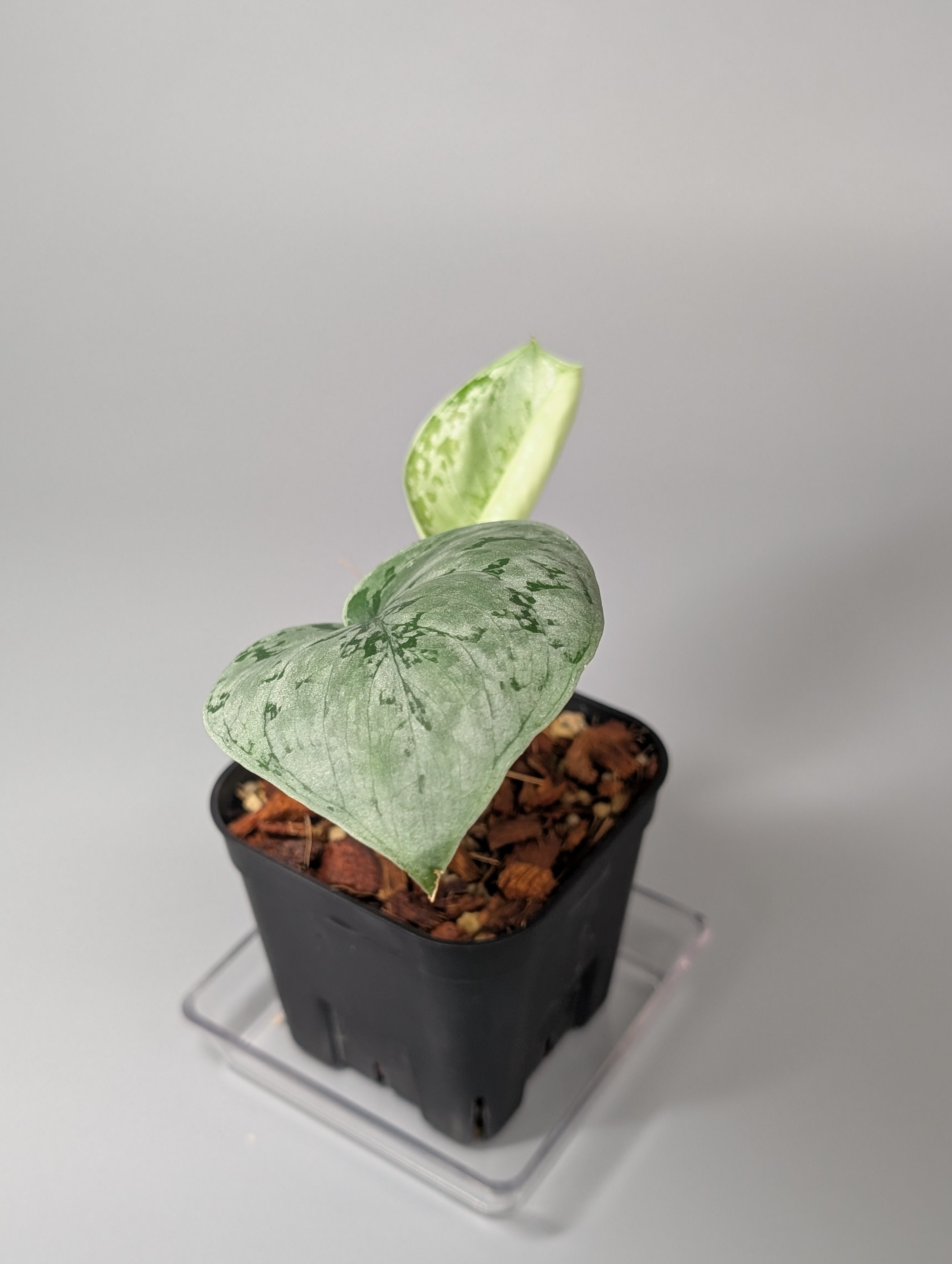 スキンダプサス sp.ジャンビ / Scindapsus sp.jambi (081b