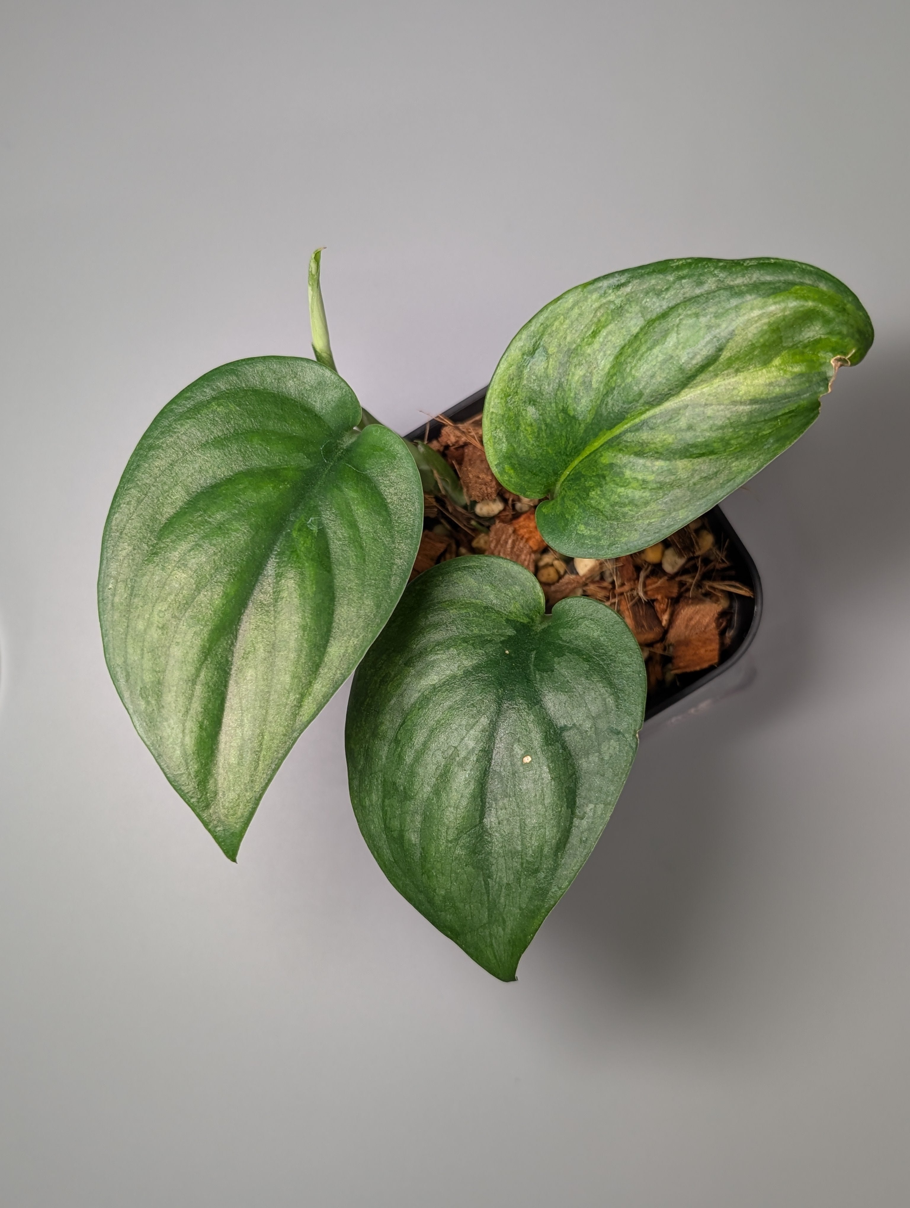 Nakayama Plants – Nakayama-Plants