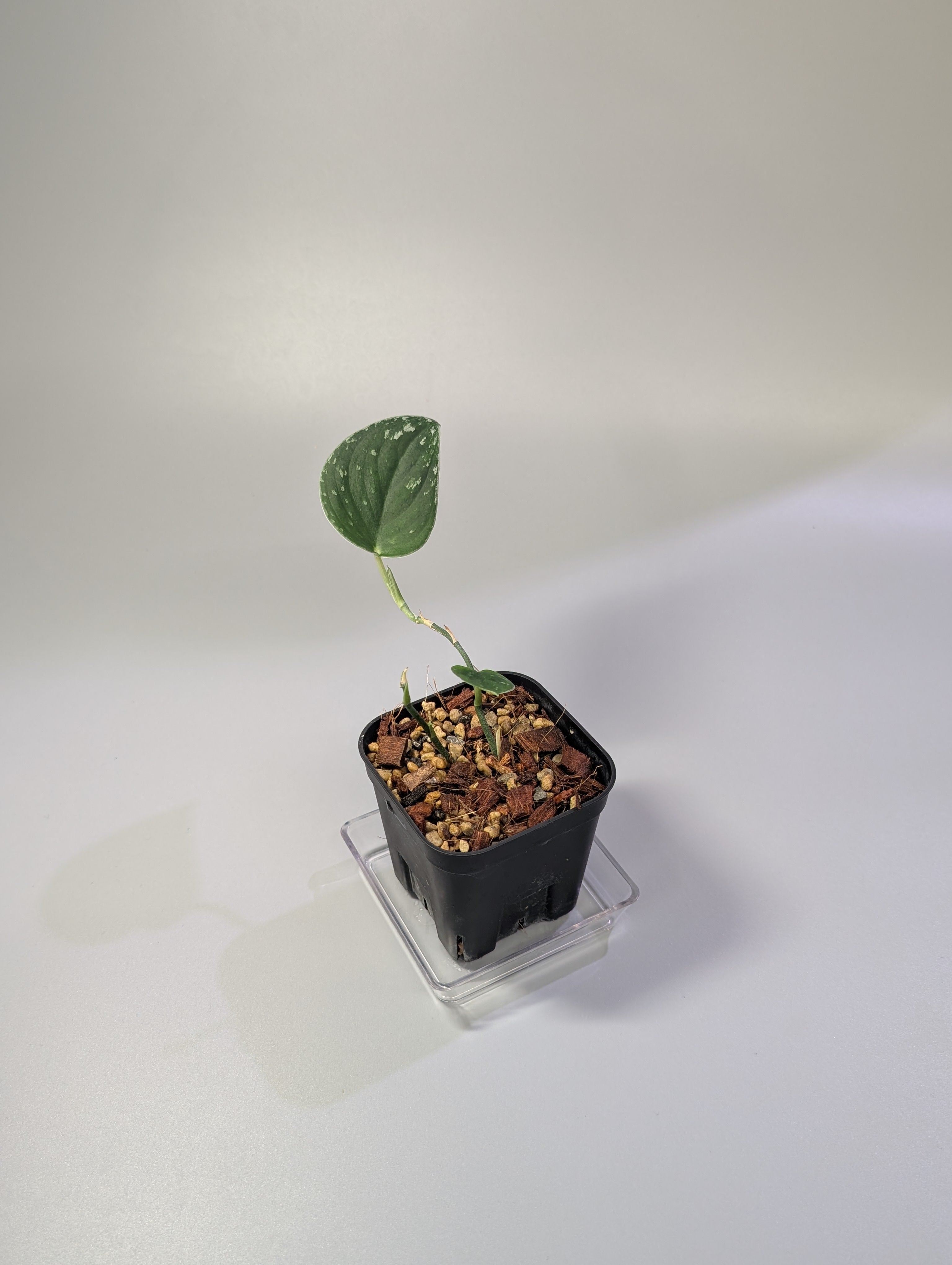 Nakayama Plants – Nakayama-Plants