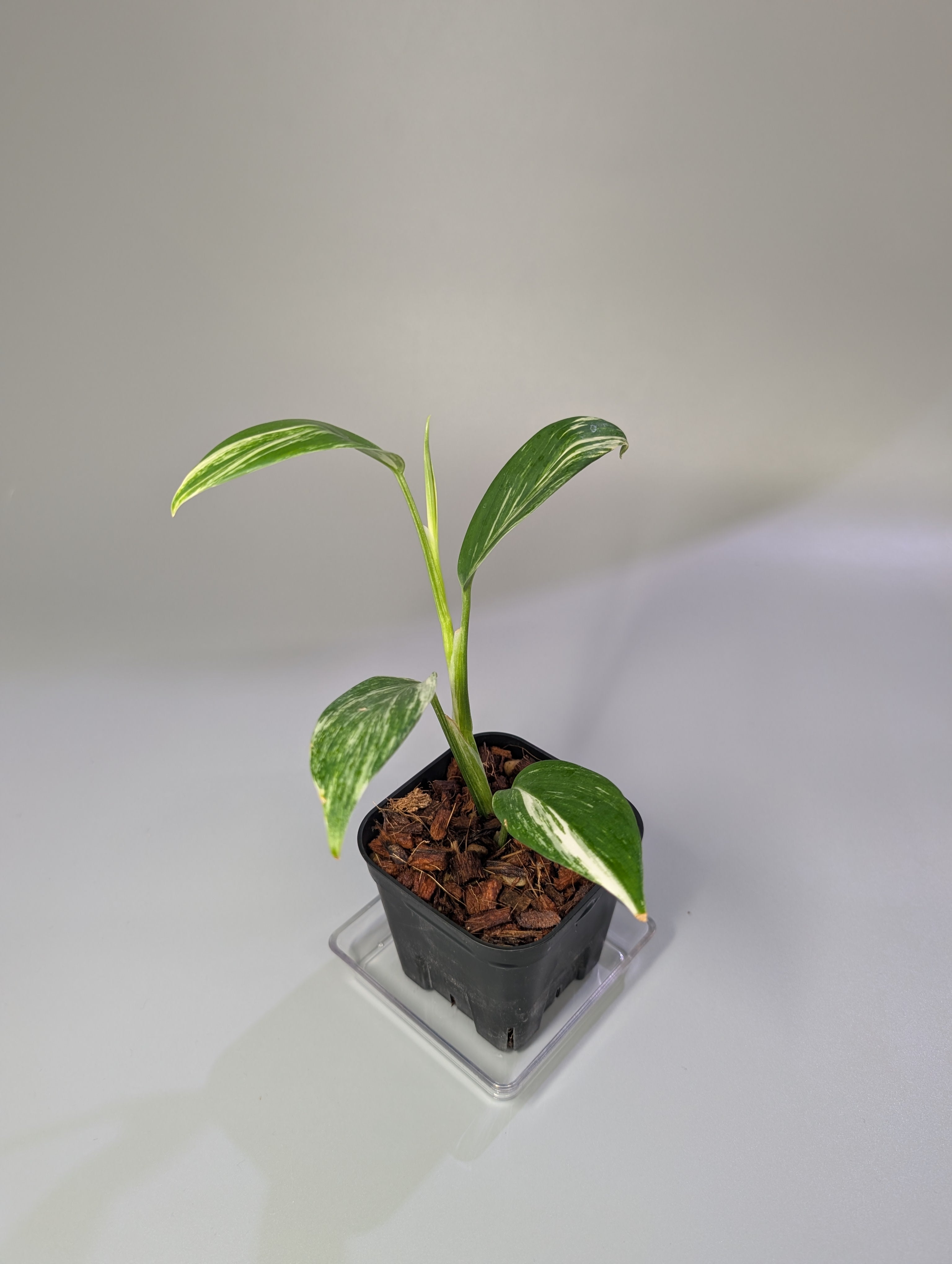 Nakayama Plants – Nakayama-Plants