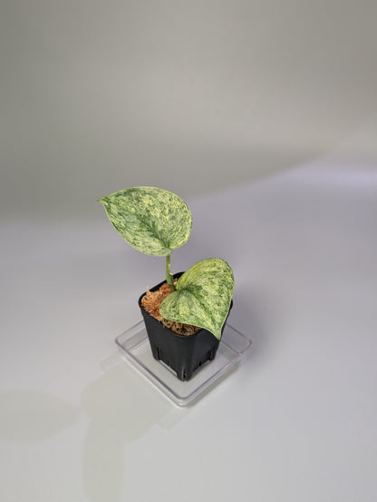 スキンダプサス エキゾチカ マーブル sp.バニュマス / Scindapsus exotica marble sp.Banyumas (033b)