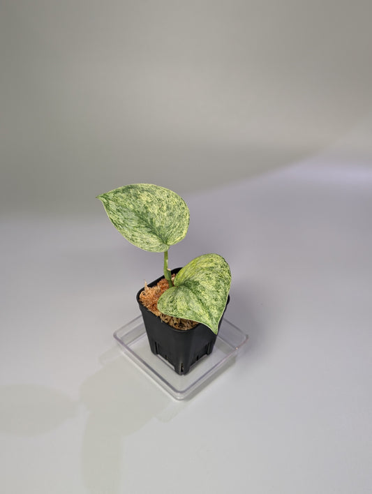 スキンダプサス エキゾチカ マーブル sp.バニュマス / Scindapsus exotica marble sp.Banyumas (033b)