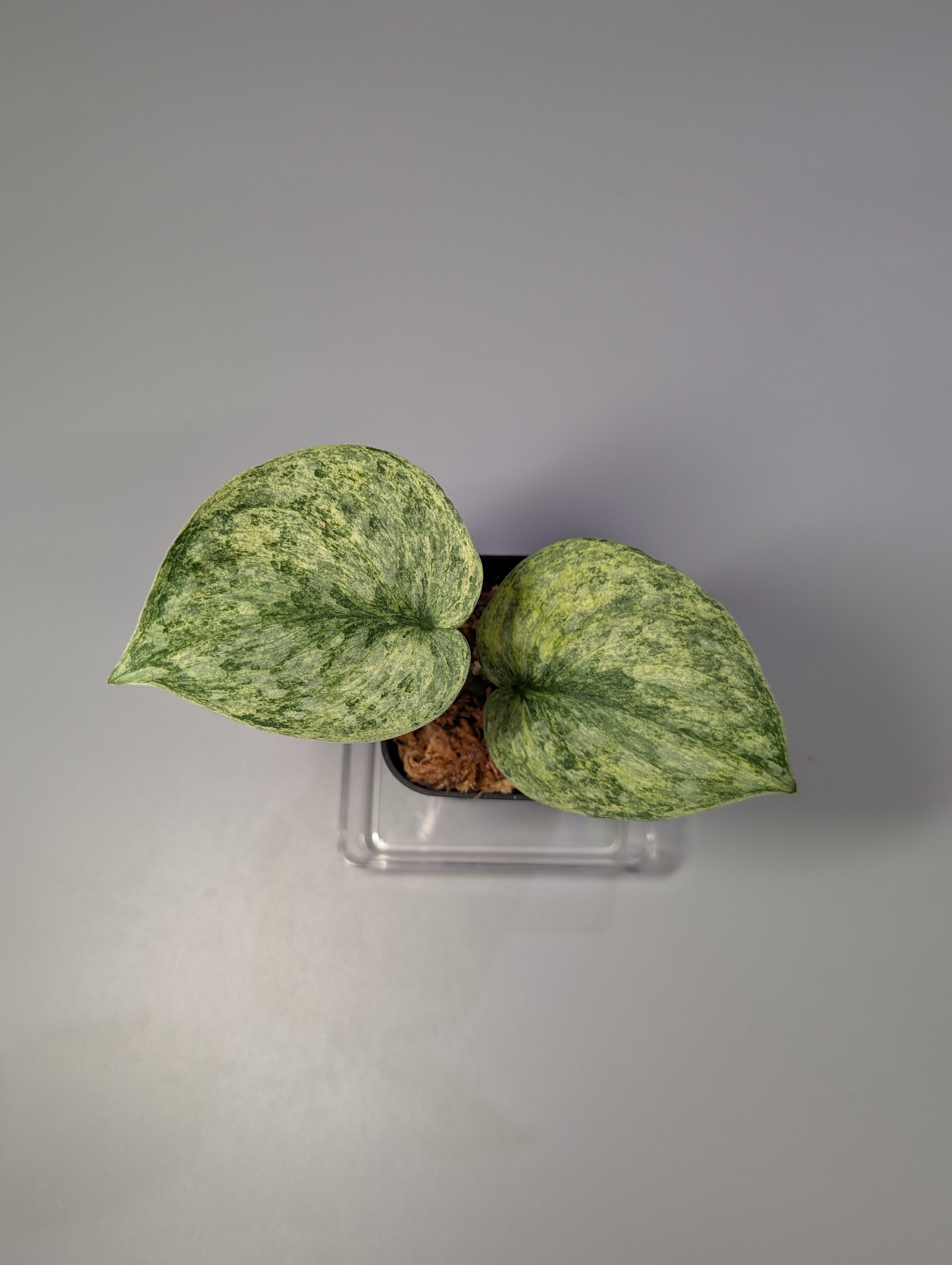 スキンダプサス エキゾチカ マーブル sp.バニュマス