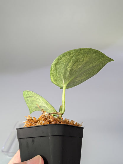 スキンダプサス エキゾチカ マーブル sp.バニュマス / Scindapsus exotica marble sp.Banyumas (033b)