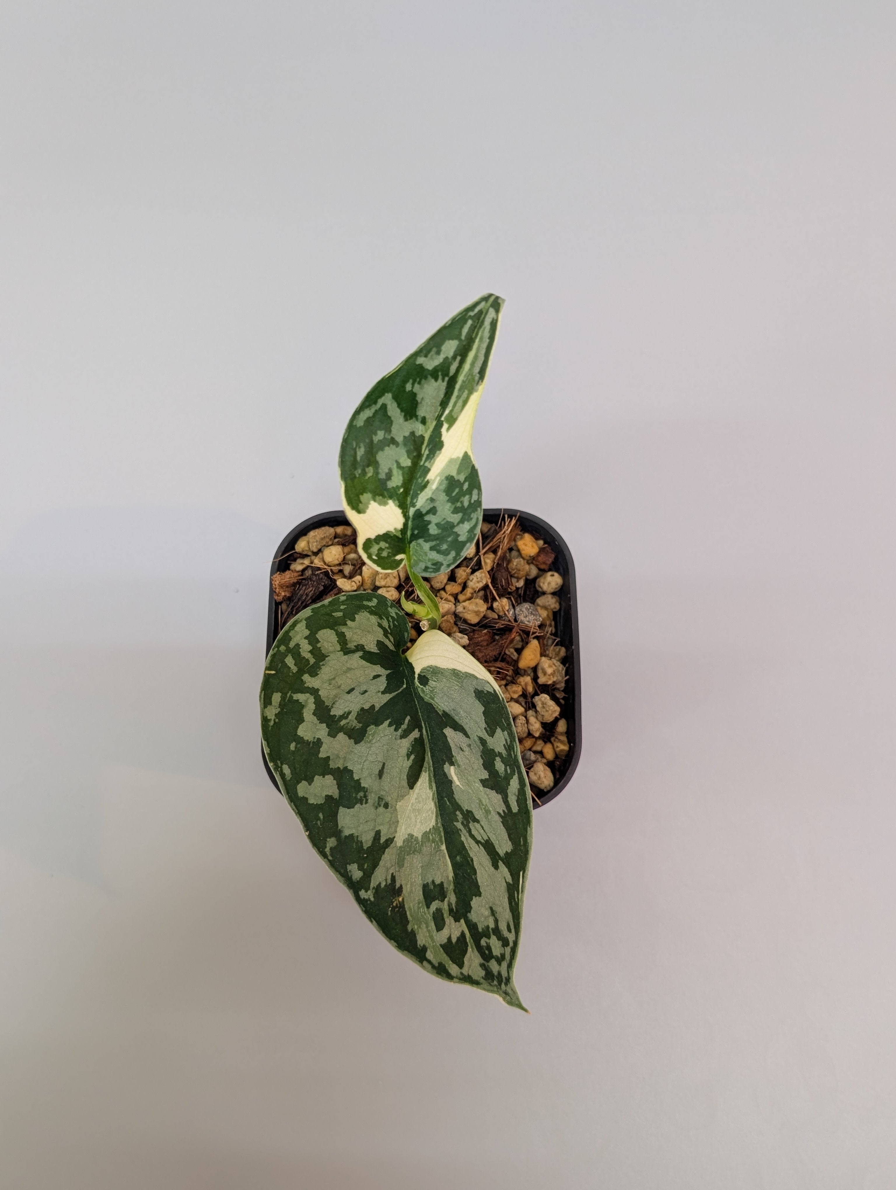 スキンダプサス マヤリ SCINDAPSUS MAYARI Scindapsus Mayari Variegated – Plant Majesty