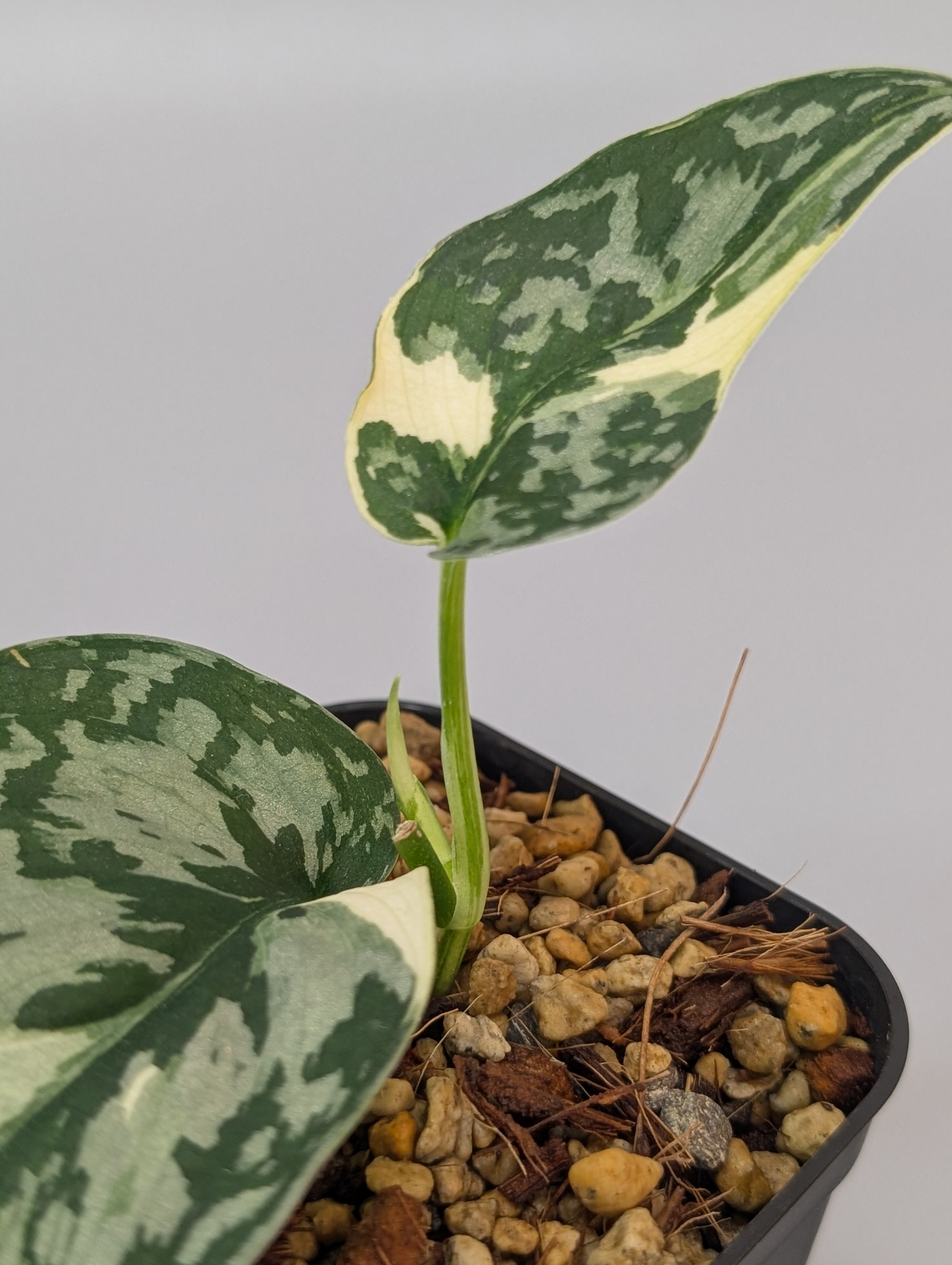 スキンダプサス マヤリ / Scindapsus mayari (027f) – Nakayama