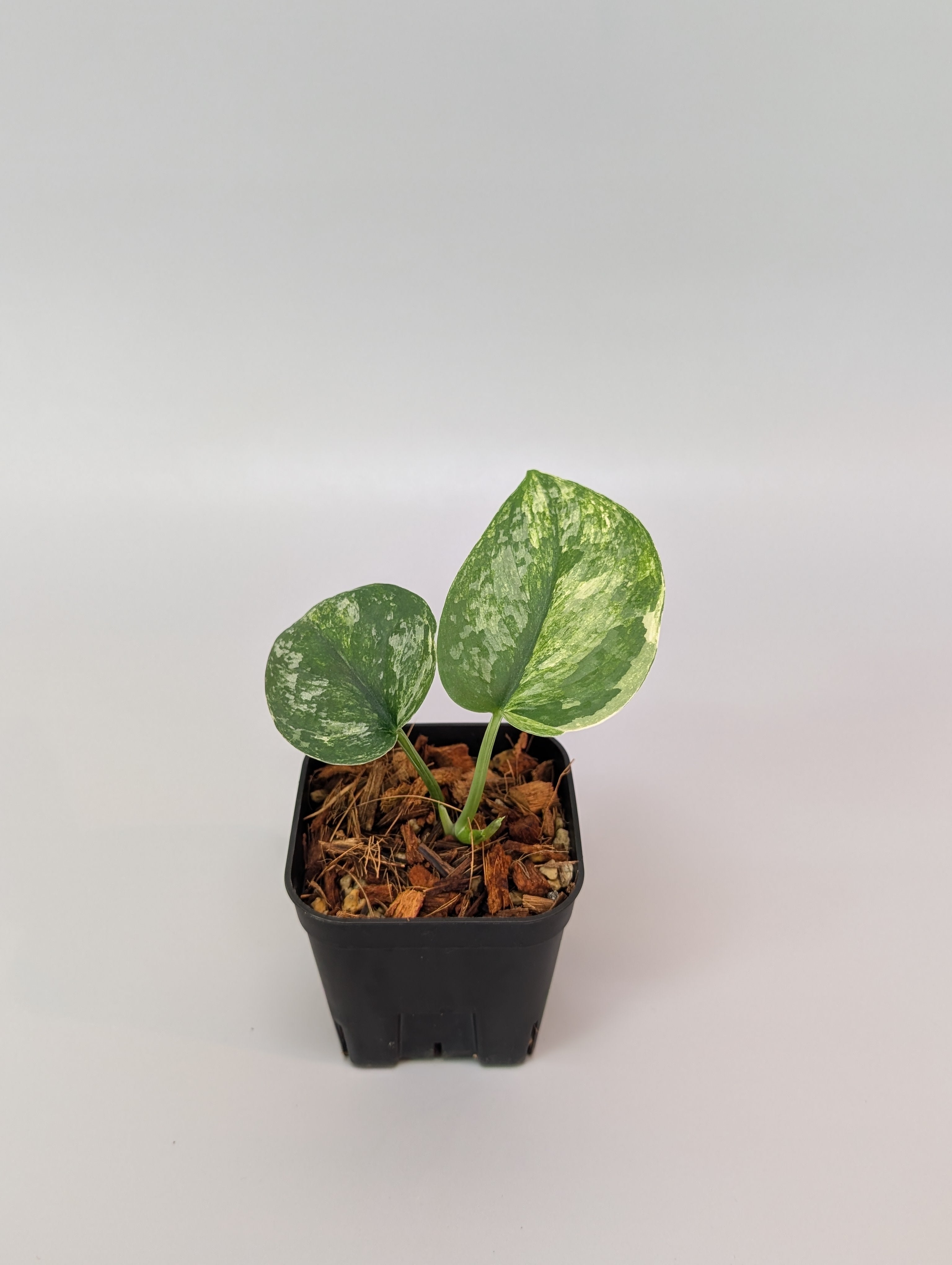 スキンダプサス　シルバースプラッシュ　トリカラー スキンダプサス シルバースプラッシュ トリカラー / Scindapsus