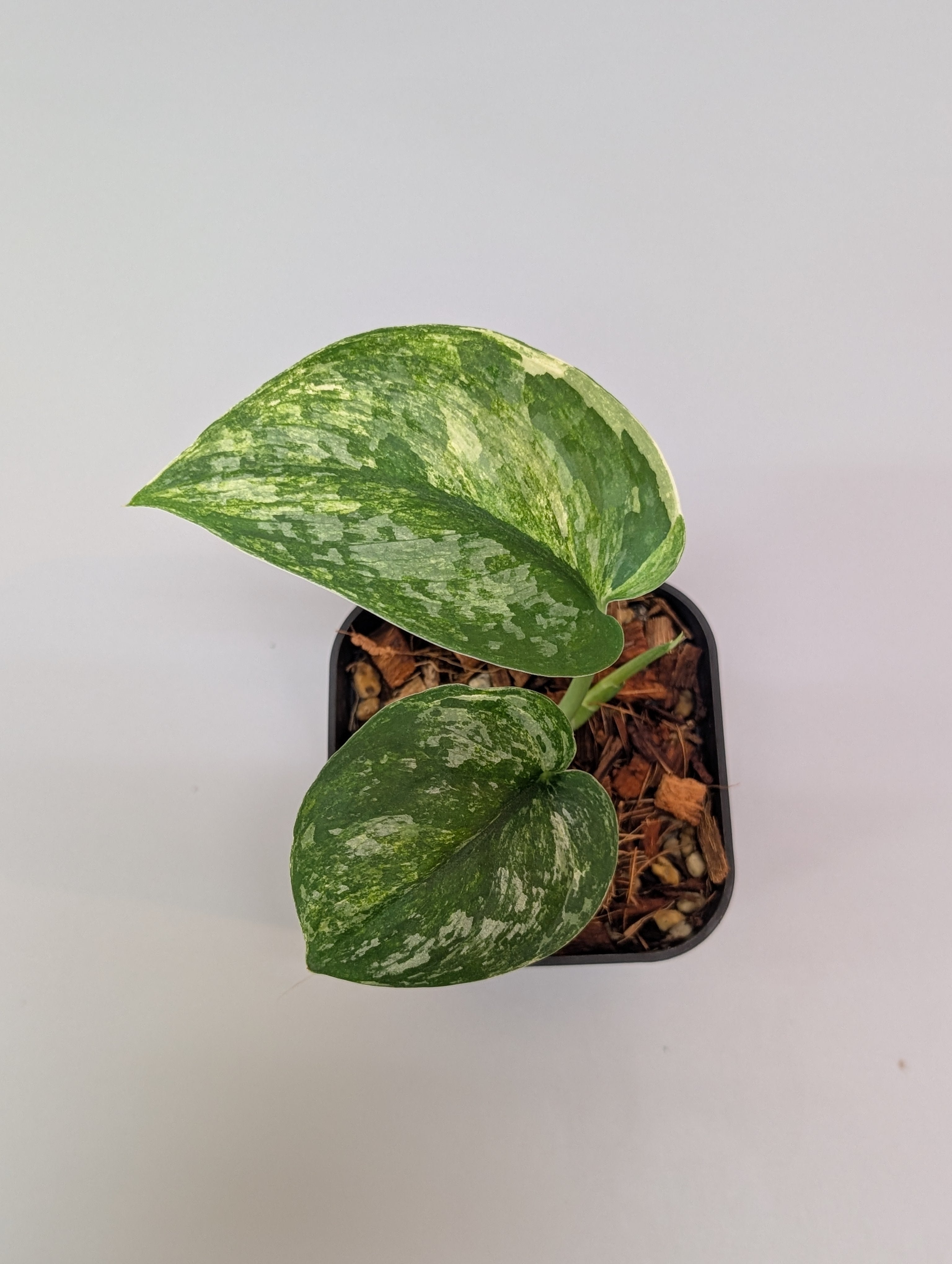 スキンダプサス　シルバースプラッシュ　トリカラー スキンダプサス シルバースプラッシュ トリカラー / Scindapsus