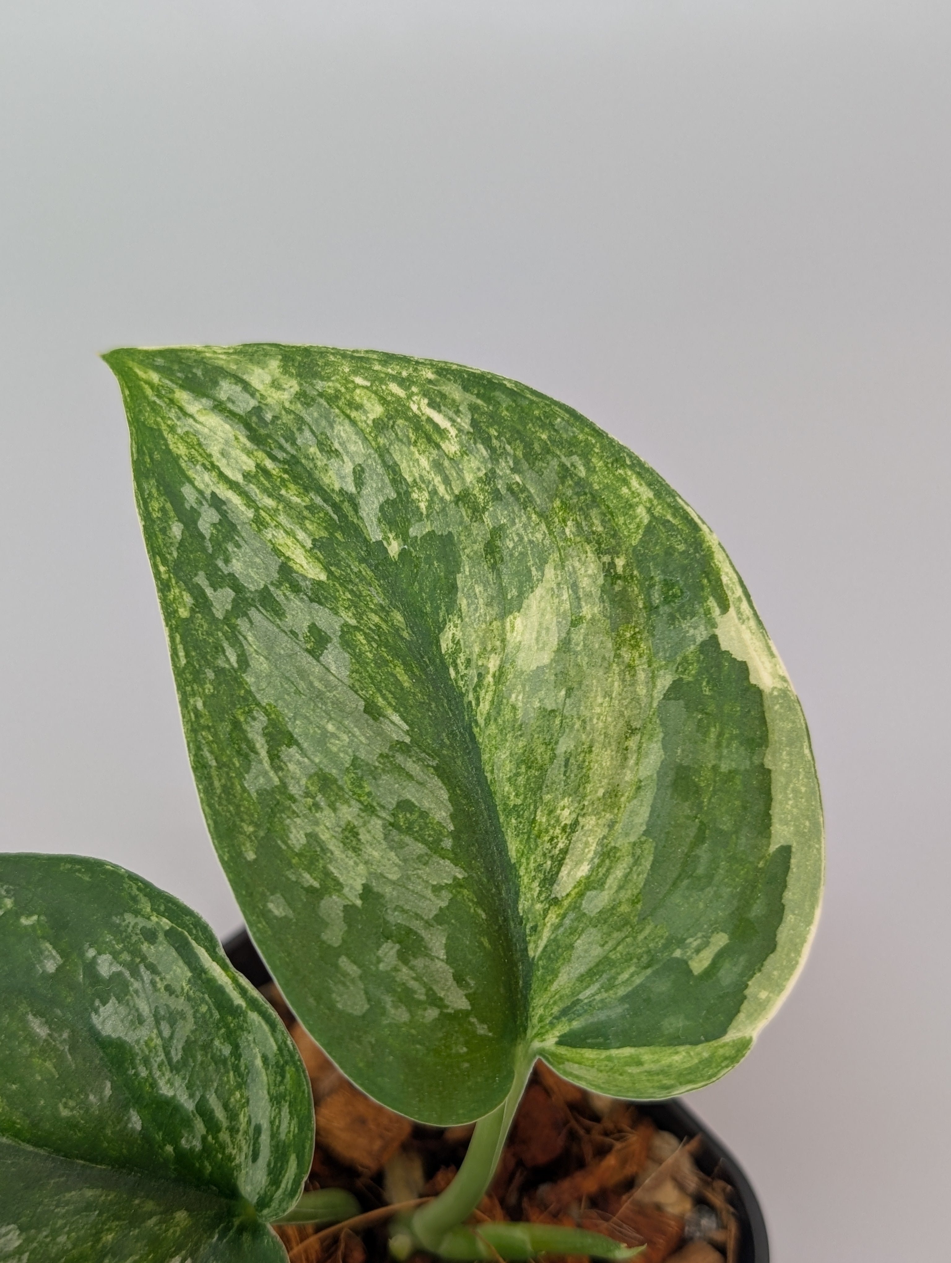 スキンダプサス　シルバースプラッシュ　トリカラー スキンダプサス シルバースプラッシュ トリカラー / Scindapsus