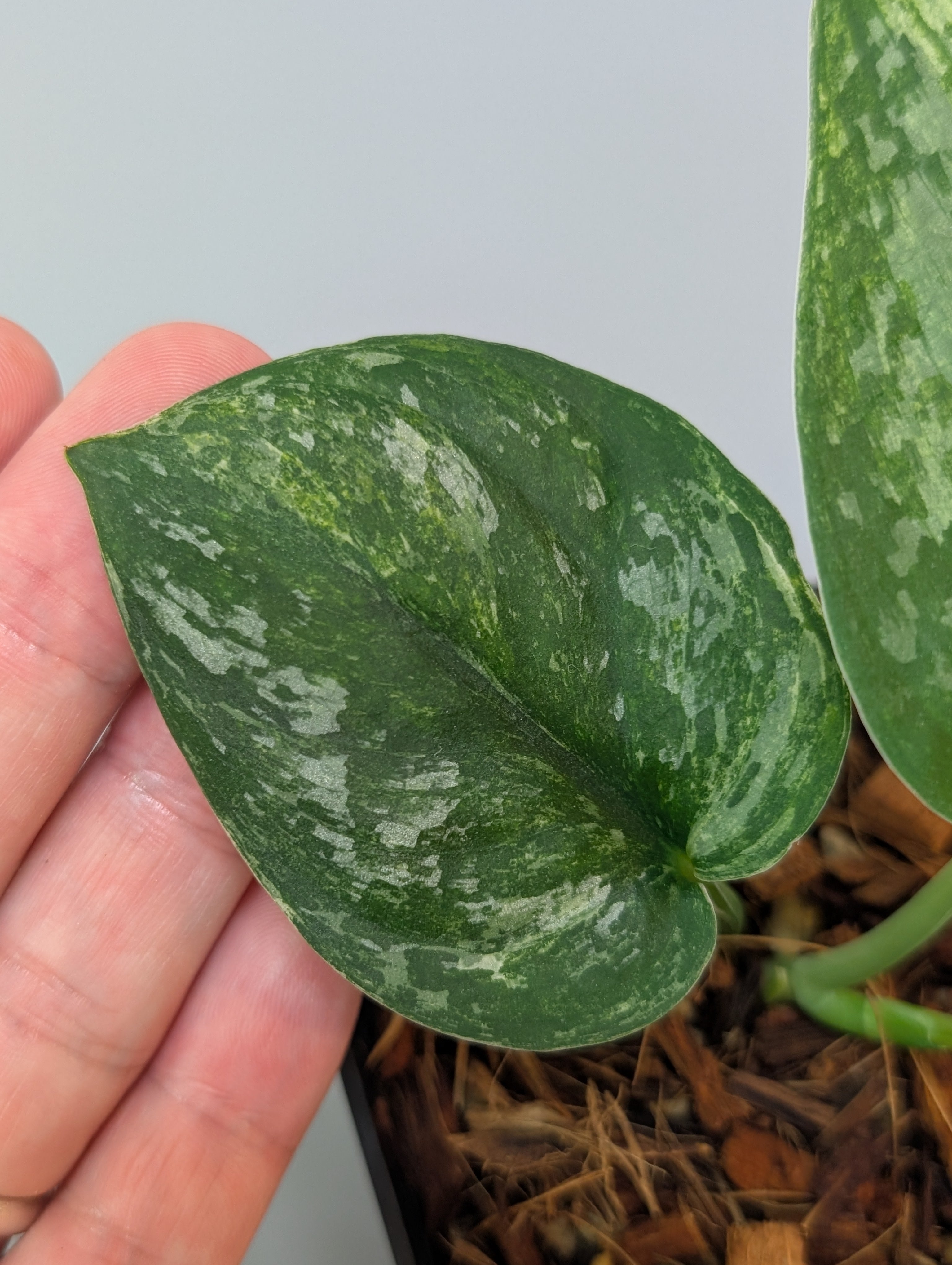 スキンダプサス シルバースプラッシュ トリカラー / Scindapsus