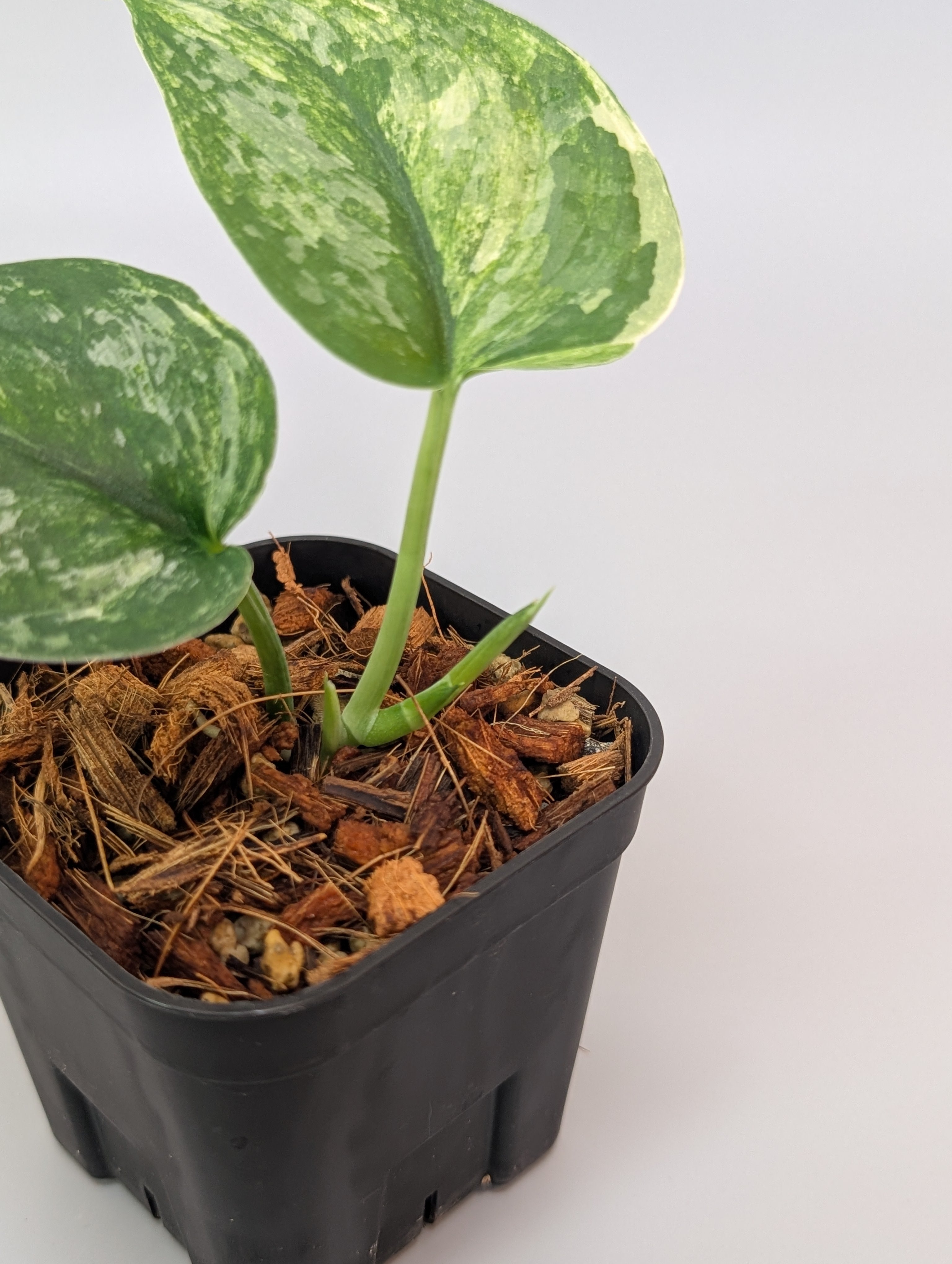 スキンダプサス シルバースプラッシュ トリカラー / Scindapsus