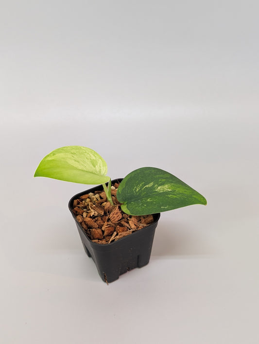 スキンダプサス グリーン フェニックス  / Scindapsus green phoenix  (040e)