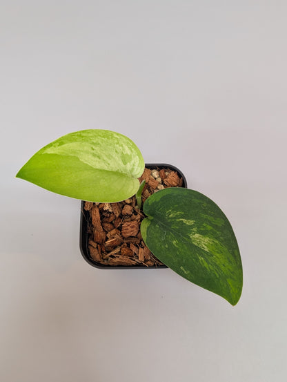 スキンダプサス グリーン フェニックス  / Scindapsus green phoenix  (040e)