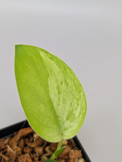 スキンダプサス グリーン フェニックス  / Scindapsus green phoenix  (040e)