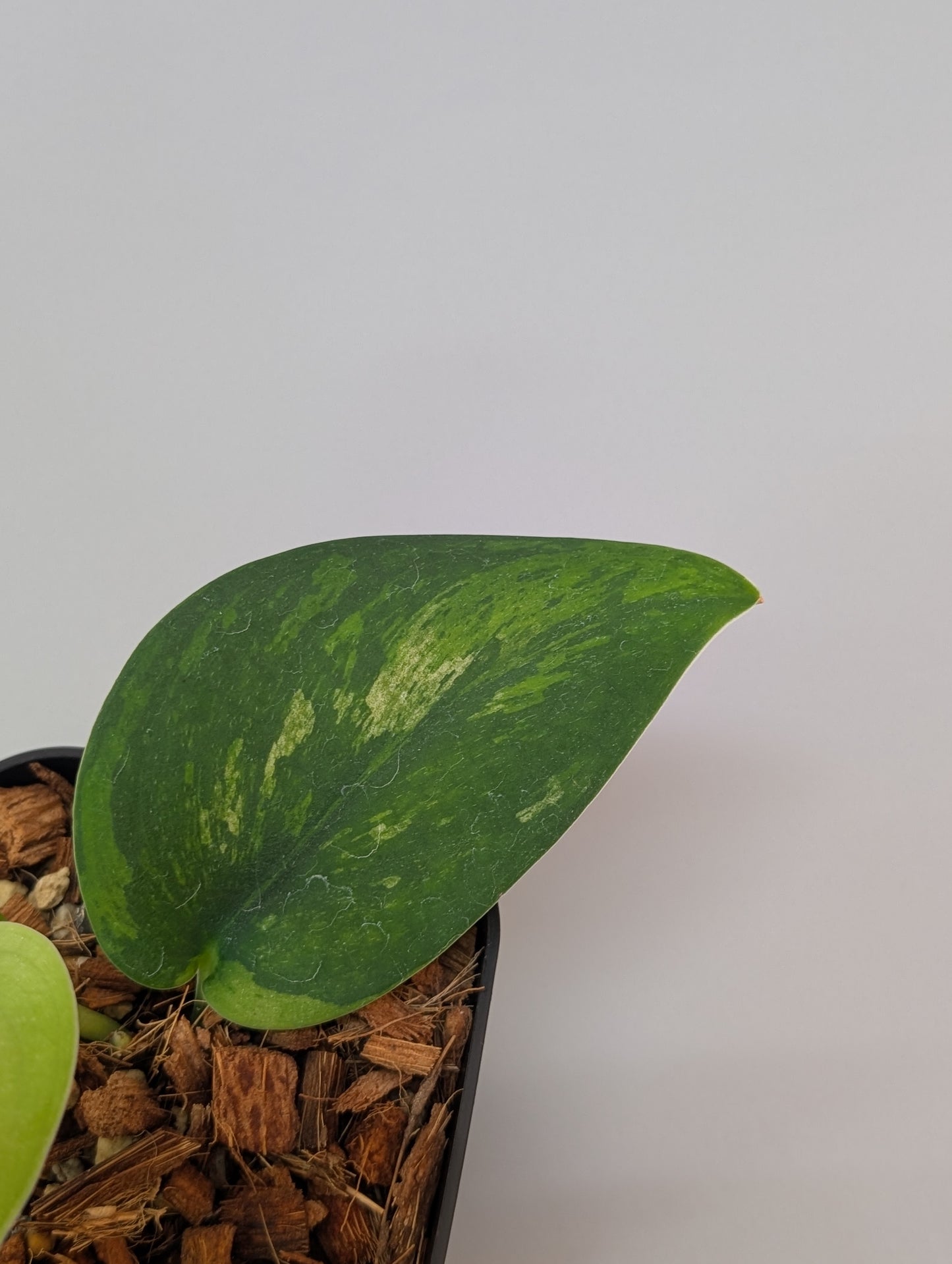 スキンダプサス グリーン フェニックス  / Scindapsus green phoenix  (040e)