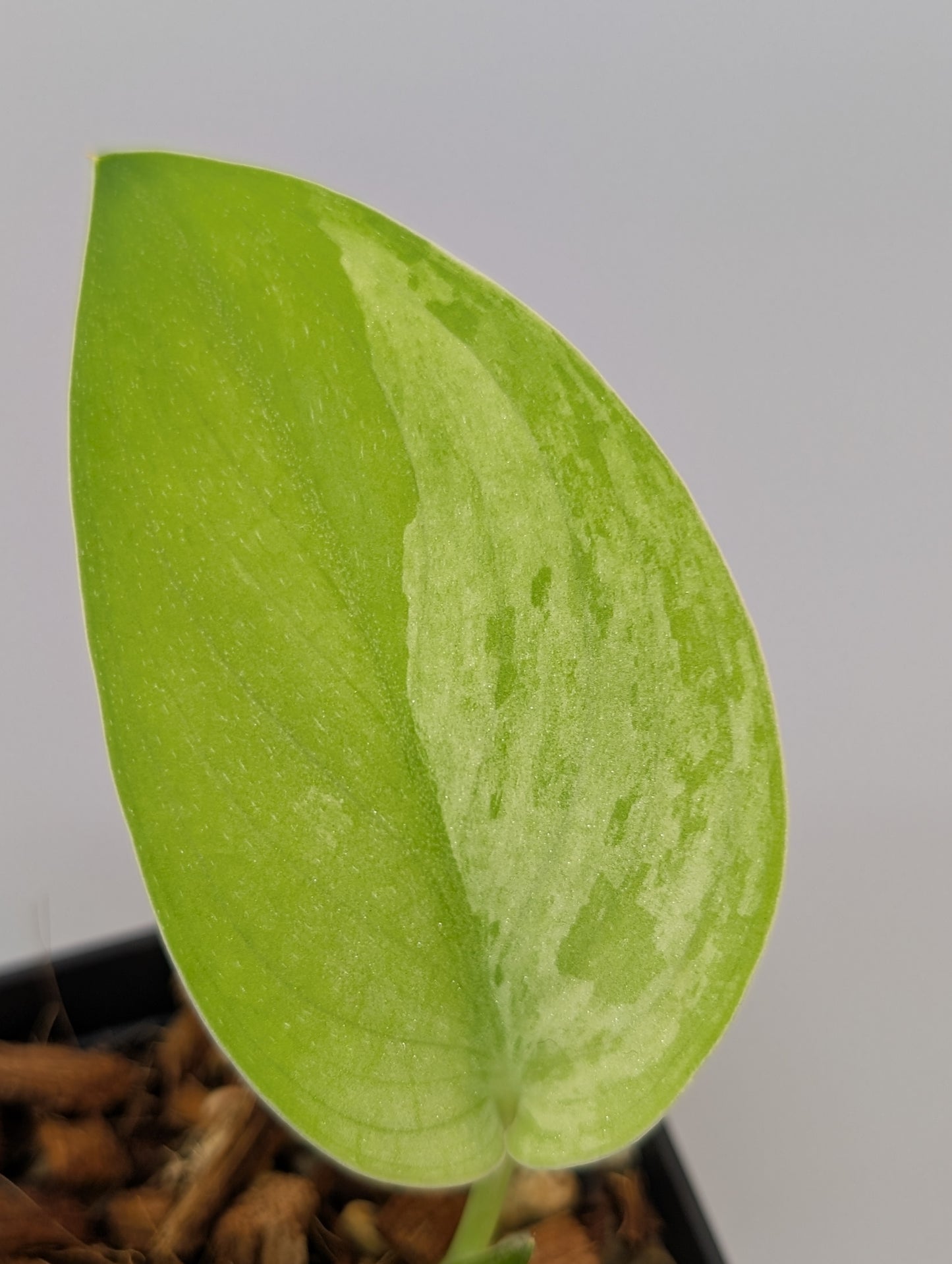 スキンダプサス グリーン フェニックス  / Scindapsus green phoenix  (040e)