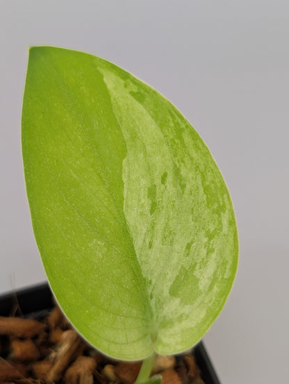 スキンダプサス グリーン フェニックス  / Scindapsus green phoenix  (040e)