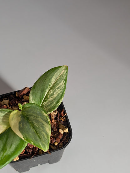 スキンダプサス ルビコン シルバー narrow / Scindapsus rubico silver narrow (083c)
