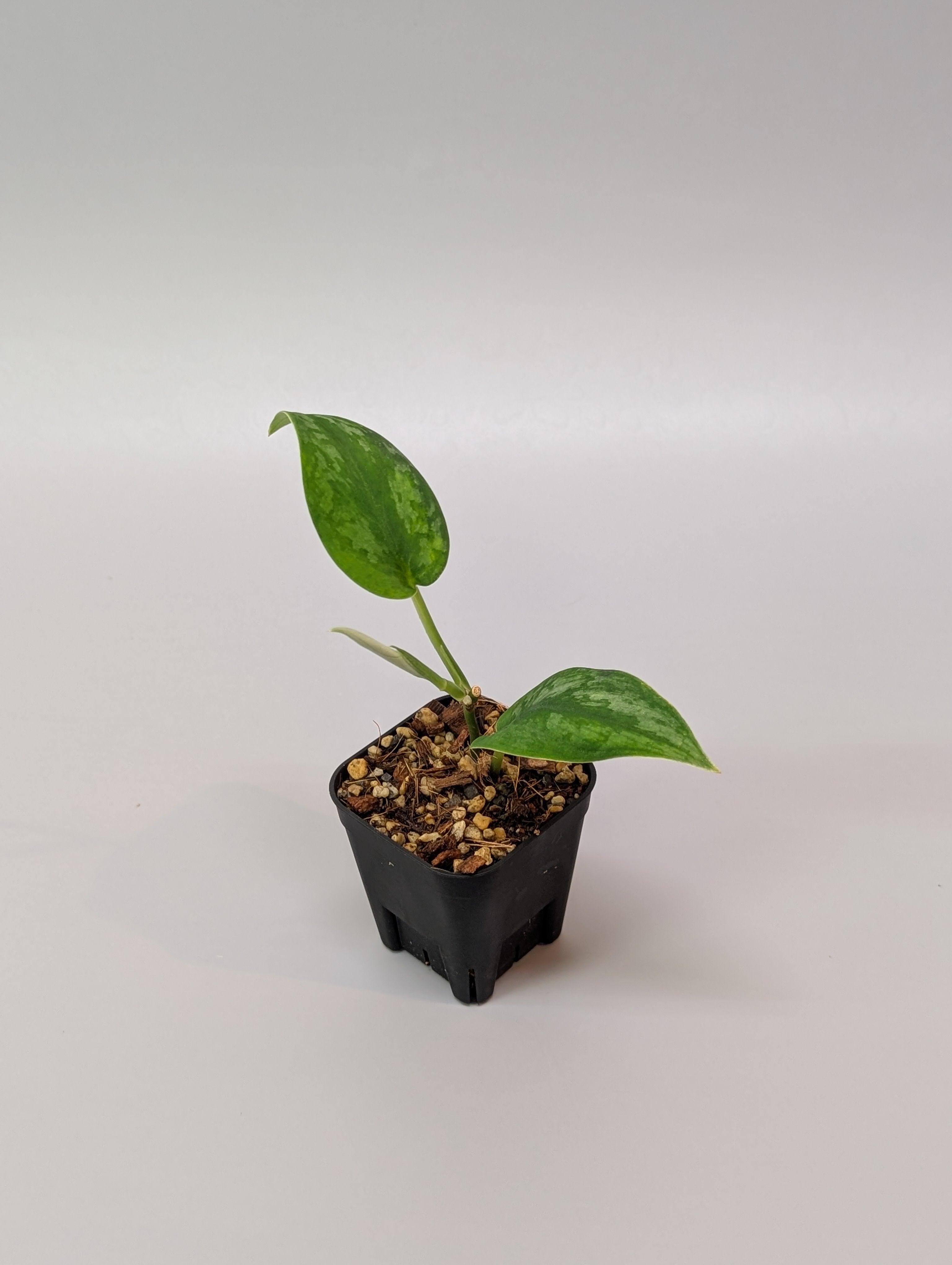 All Plants – Page 2 – Nakayama-Plants