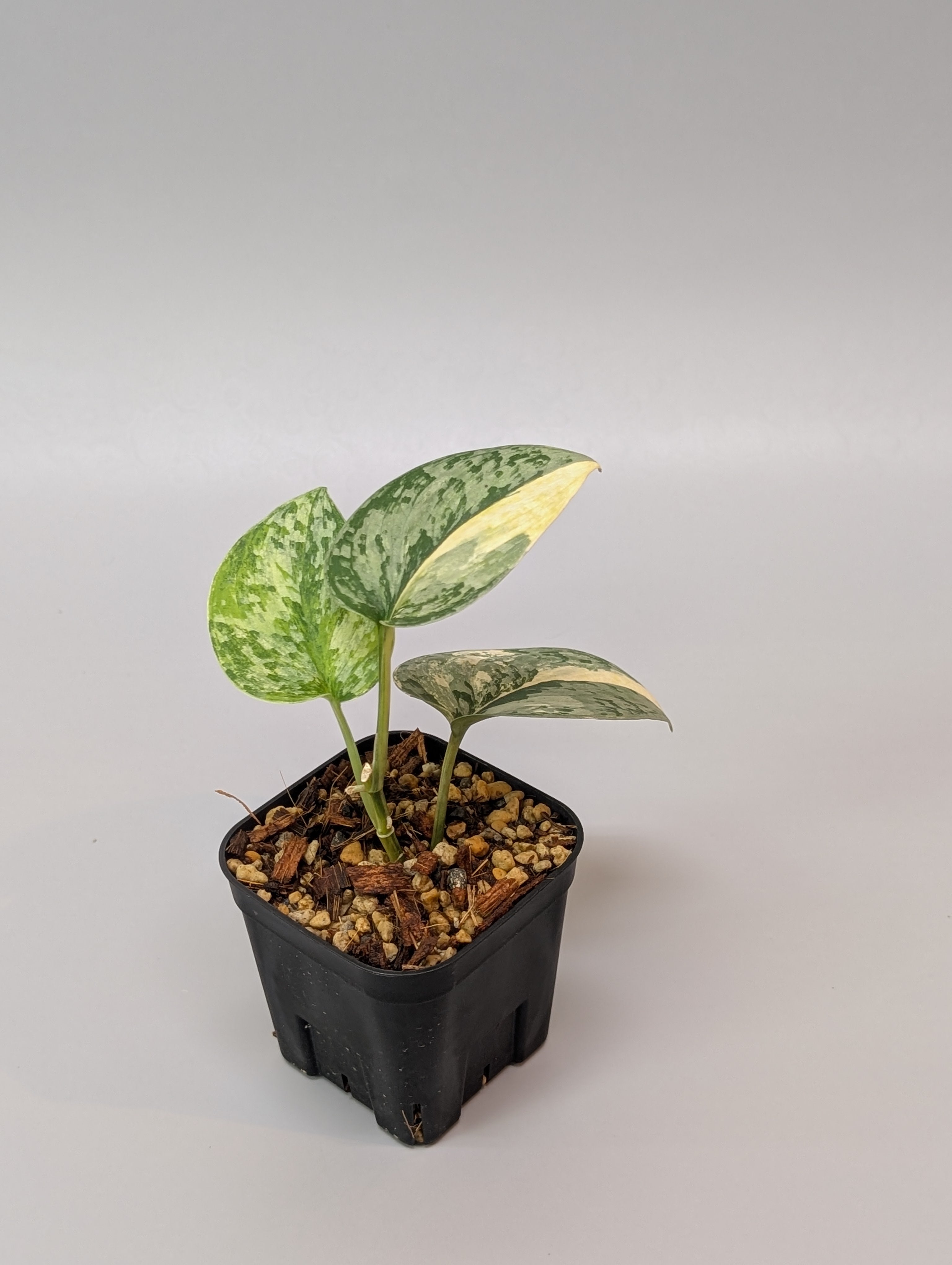 スキンダプサス ユニコーン トリカラー 極美株】スキンダプサス トリ