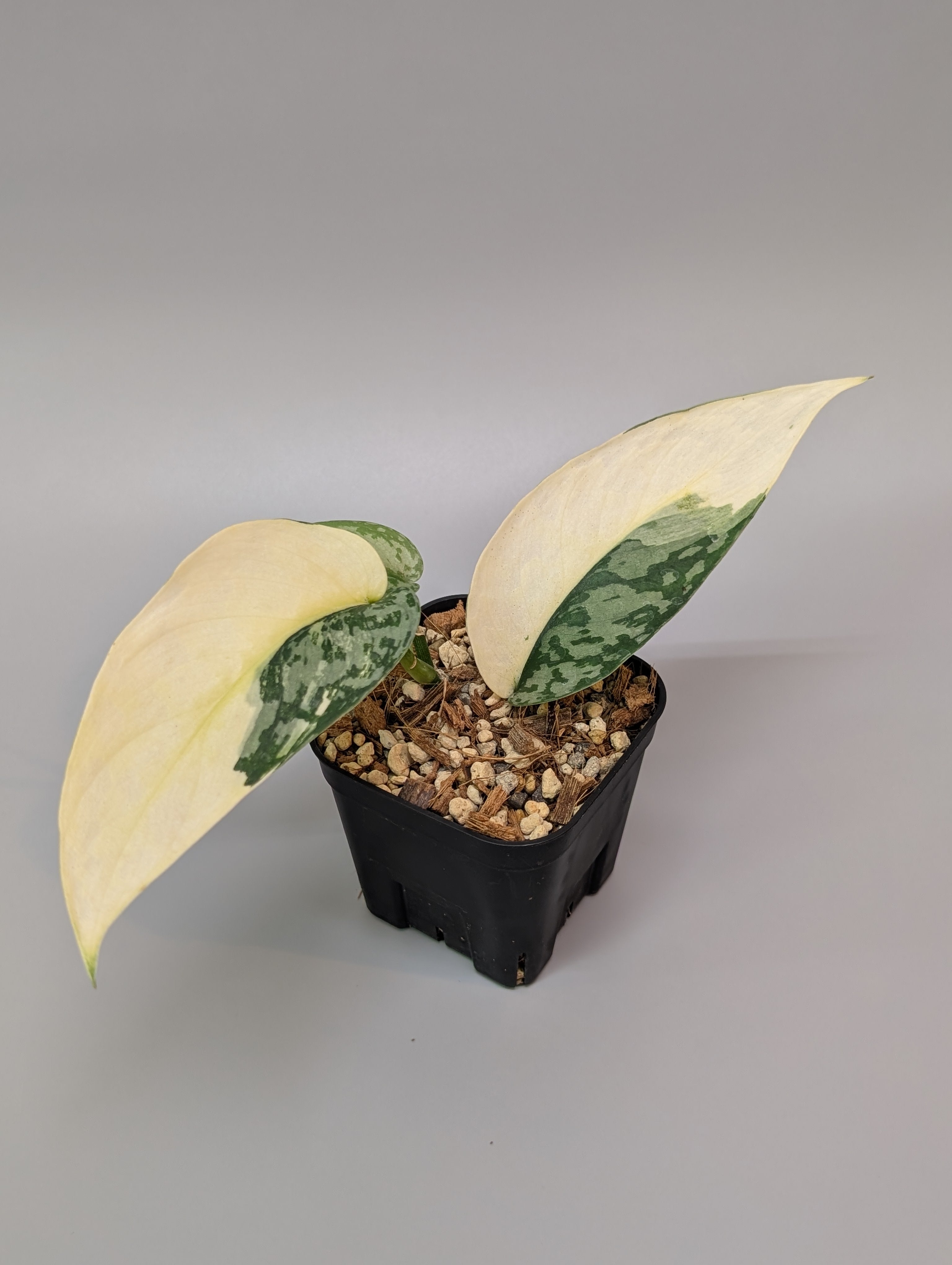 スキンダプサス ニルマラ ̤̮ こんにちは 今日は少し珍しいスキンダプサス🌛を集めてみまし