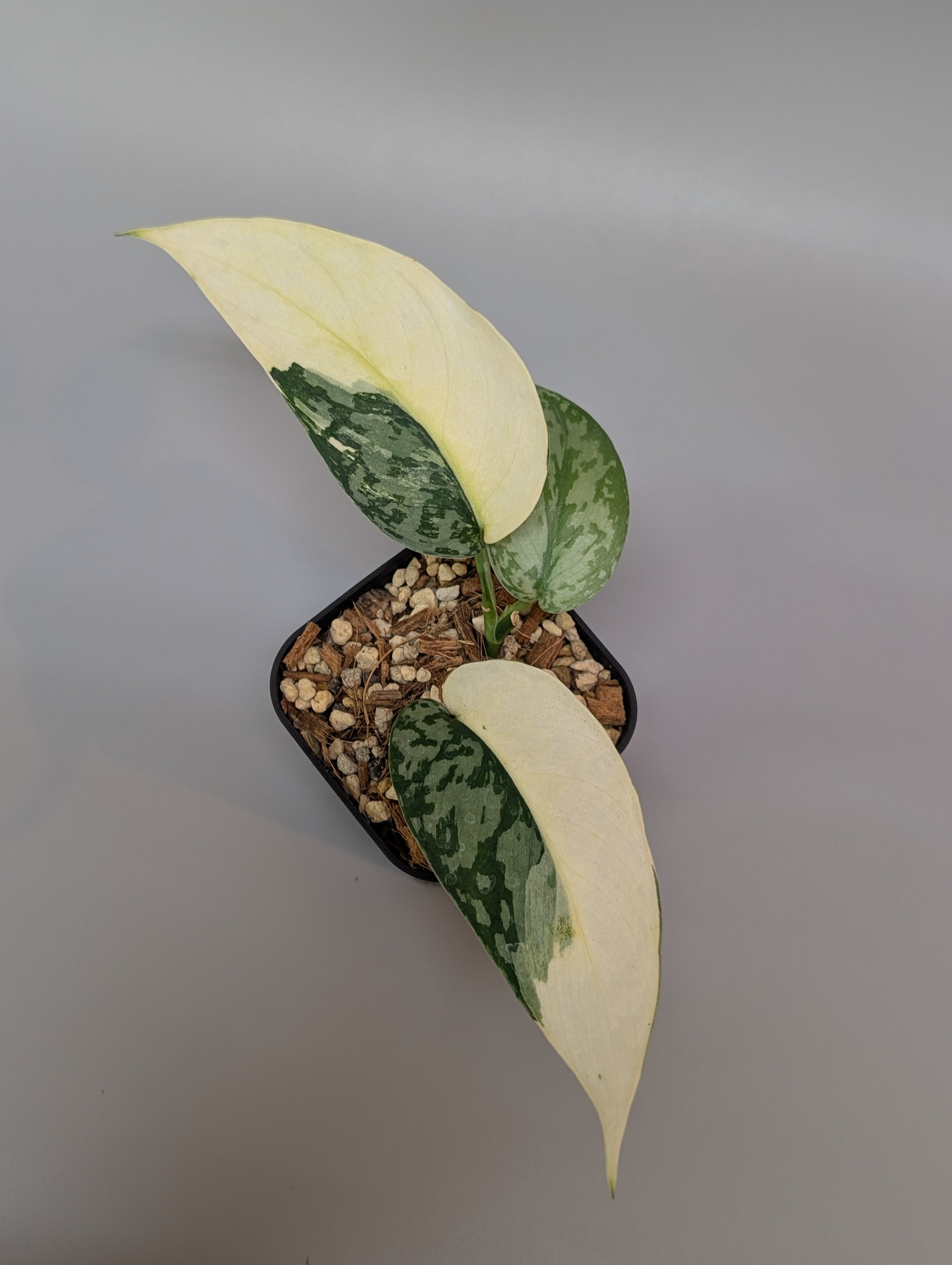 【希少】Scindapsus Lakambini スキンダプサス　ラカンビニ スキンダプサス ラカンビニ / Scindapsus lakambini (022e) – Nakayama