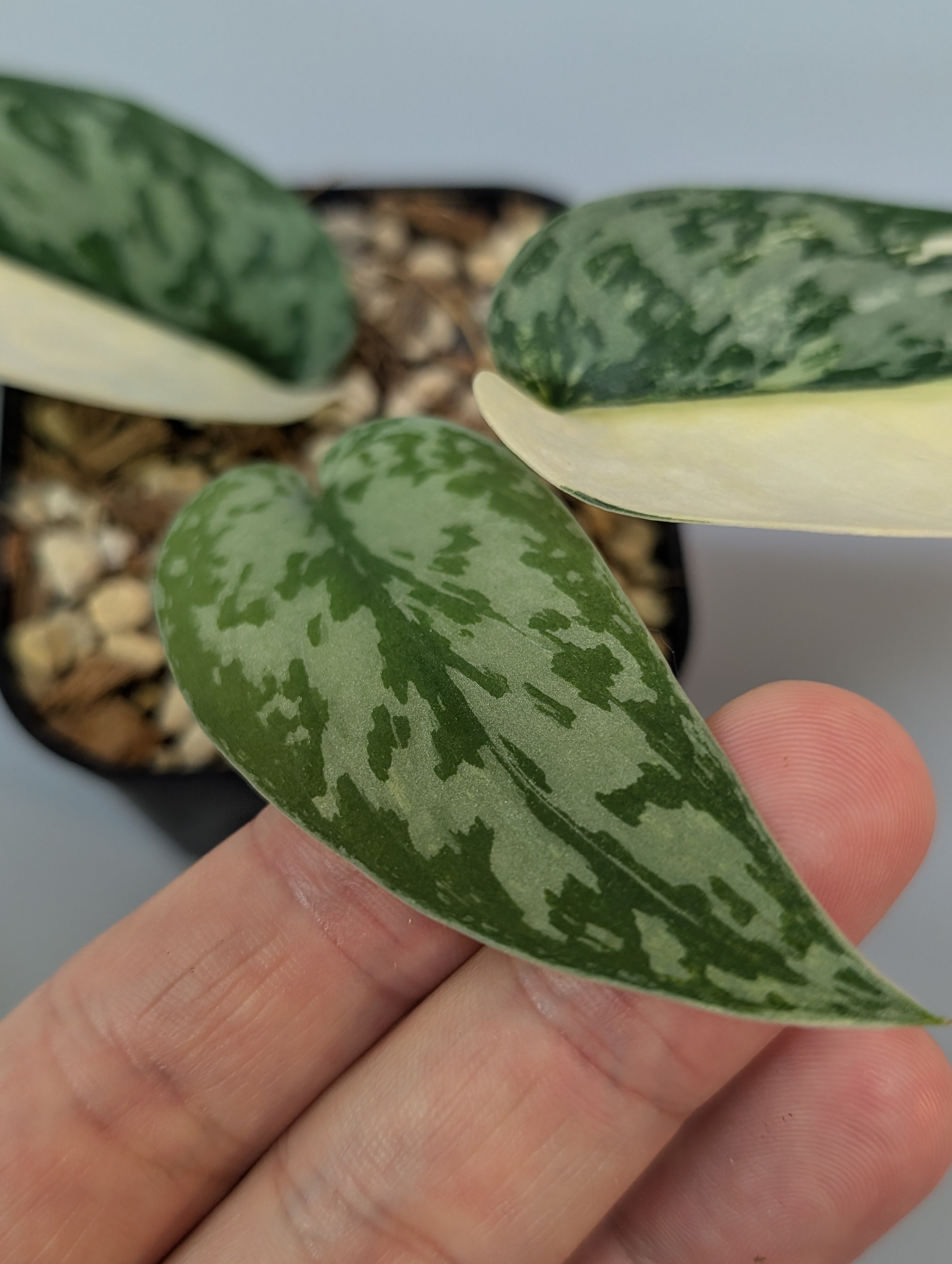 スキンダプサス ラカンビニ / Scindapsus lakambini (022e) – Nakayama