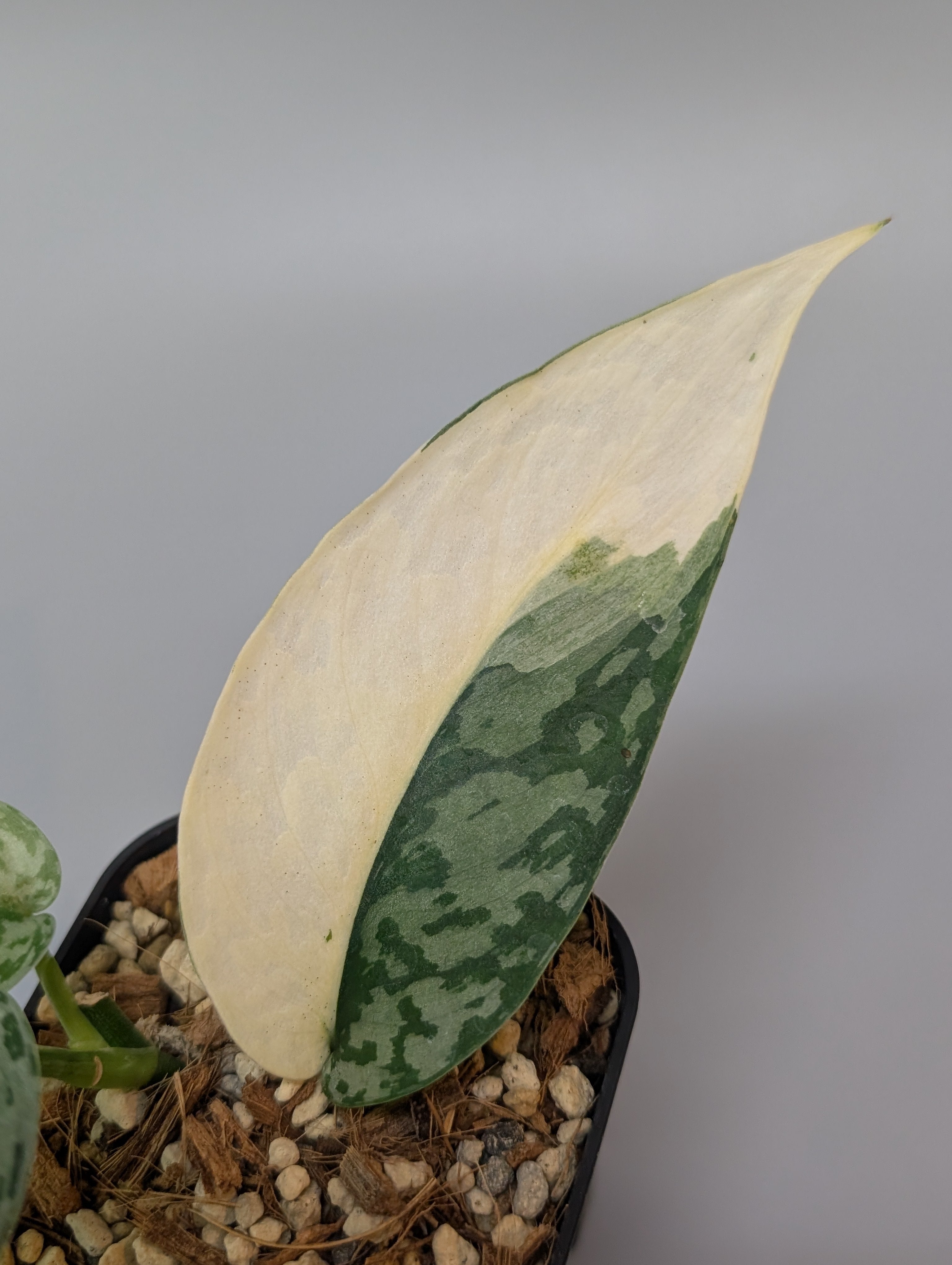 スキンダプサス ラカンビニ / Scindapsus lakambini (022e) – Nakayama