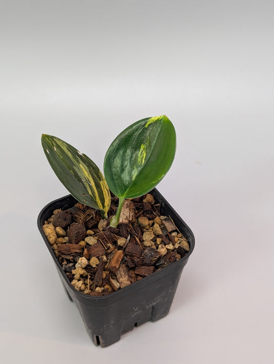 スキンダプサス トレビー ダークフォーム イエロー斑入り/Scindapsus darkform yellow var.(004a)