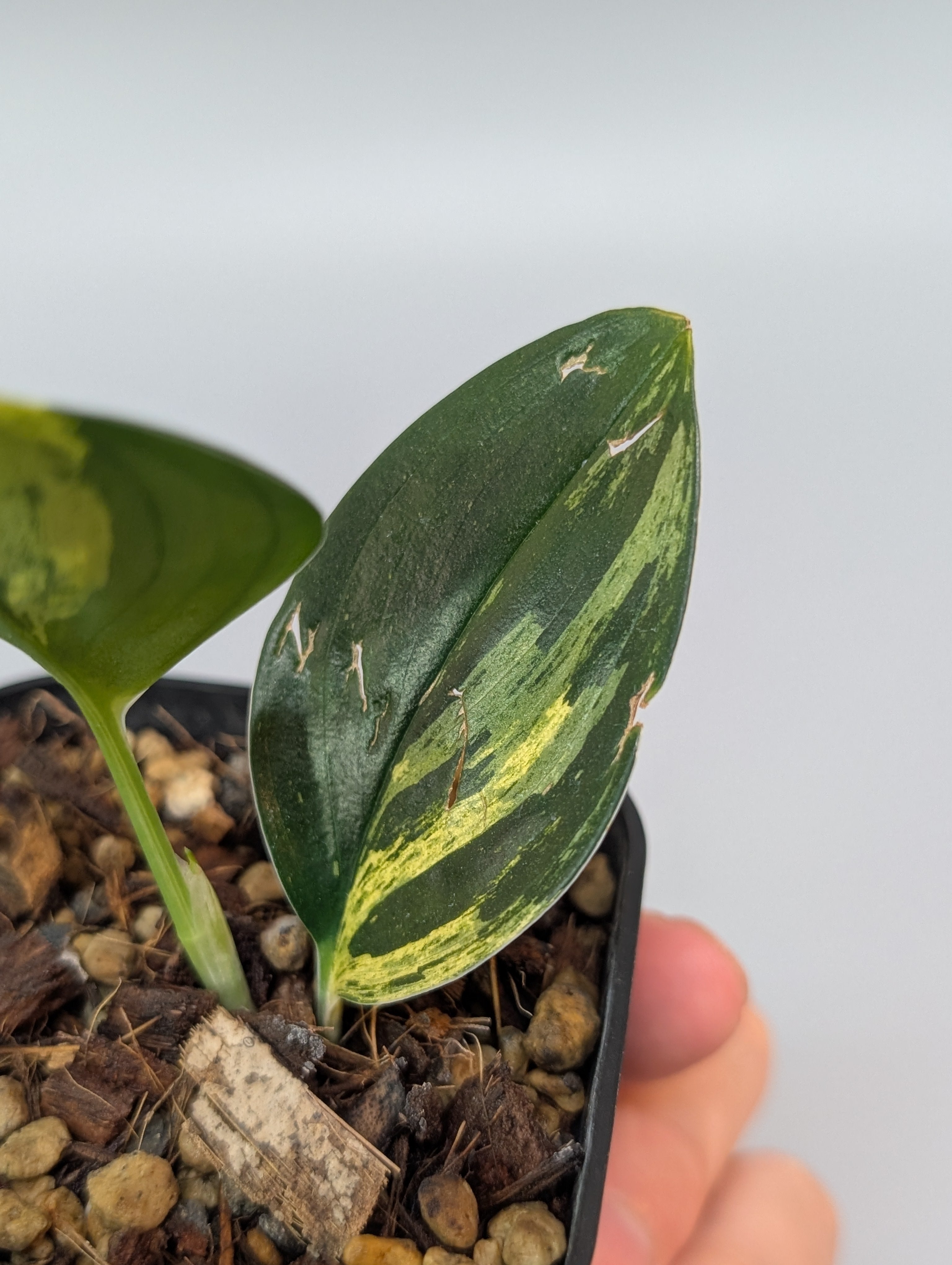 スキンダプサス トレビー ダークフォーム イエロー斑入り/Scindapsus