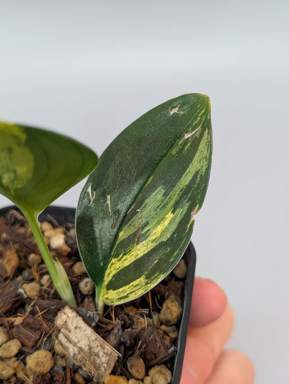 スキンダプサス トレビー ダークフォーム イエロー斑入り/Scindapsus darkform yellow var.(004a)