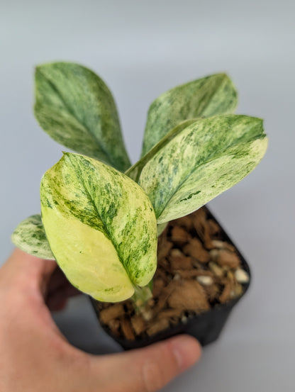 スキンダプサス トレビー マーブル  / Scindapsus treubii marble  (048c)