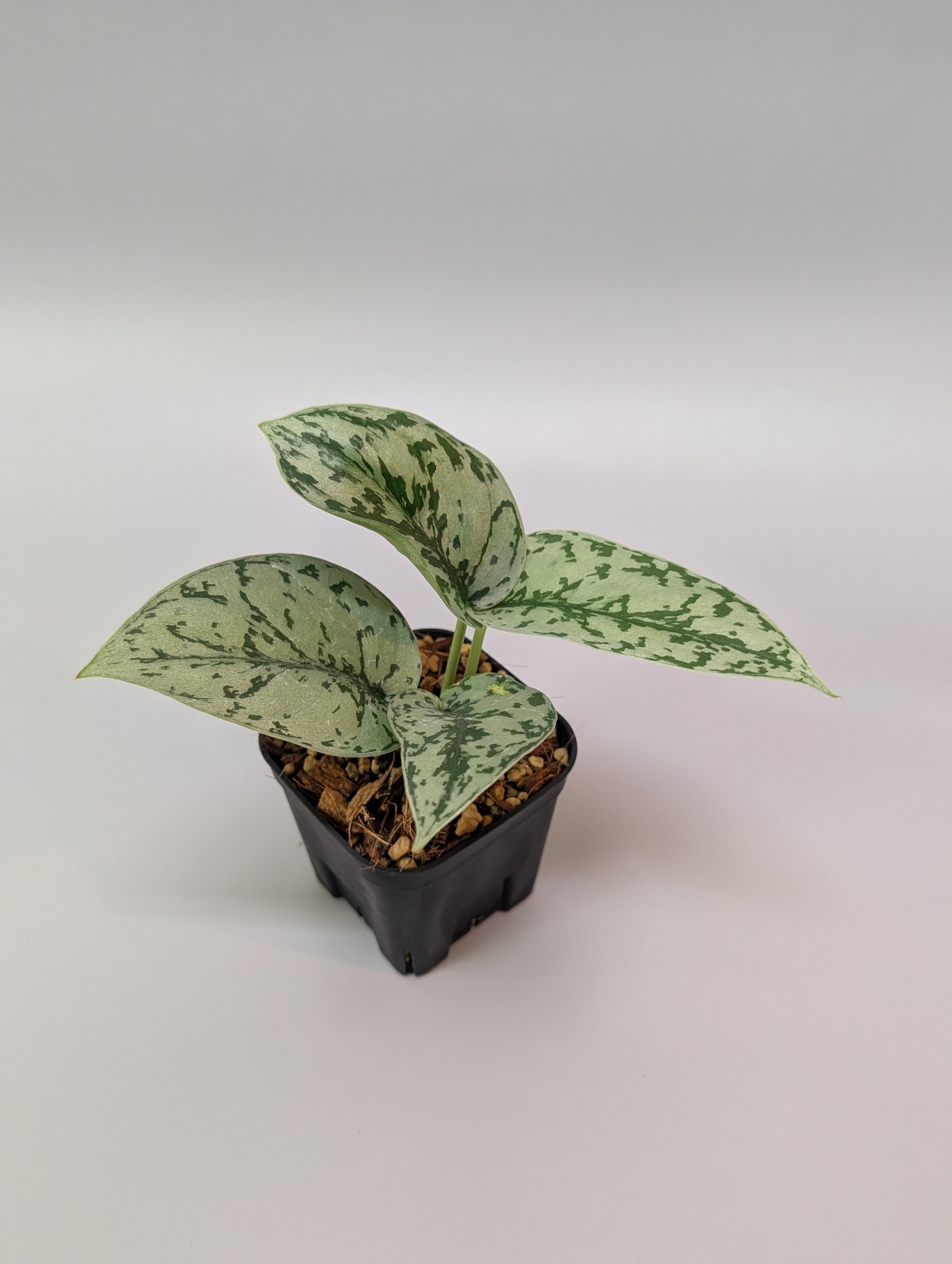 All Plants – Nakayama-Plants All Plants – Nakayama-Plants