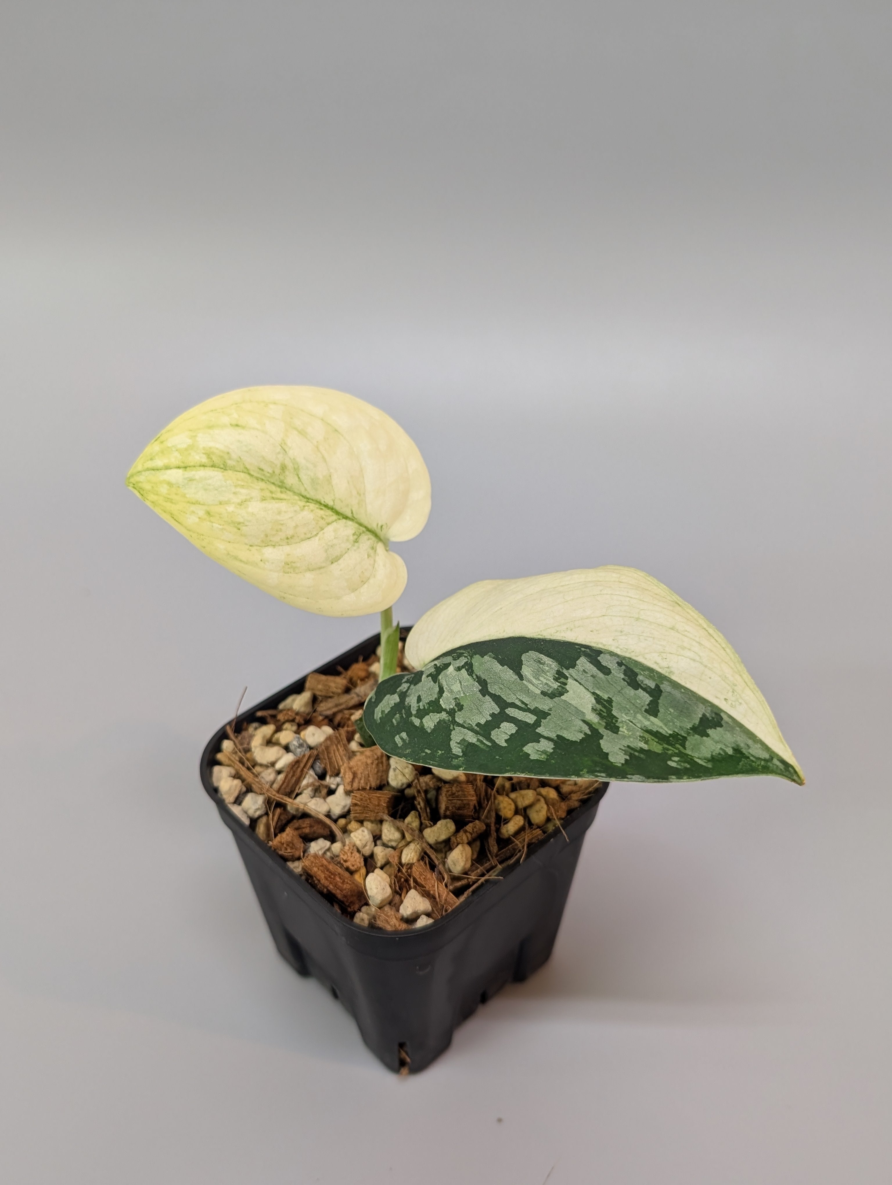 【極上斑】スキンダプサス　ユパ All Plants – Nakayama-Plants