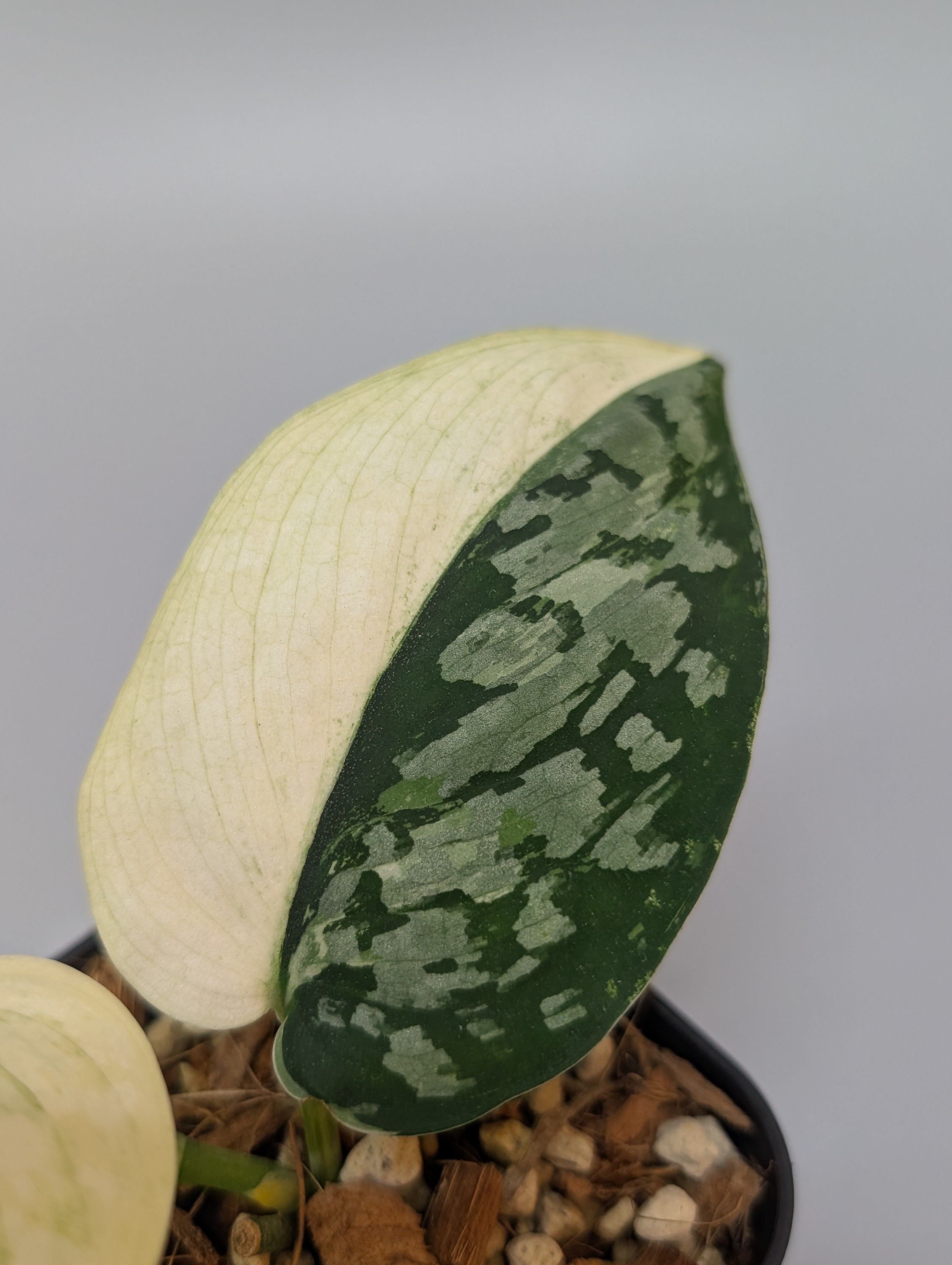 スキンダプサス ケンカナ　1 スキンダプサス ケンカナ / Scindapsus kencana (1) – Nakayama-Plants