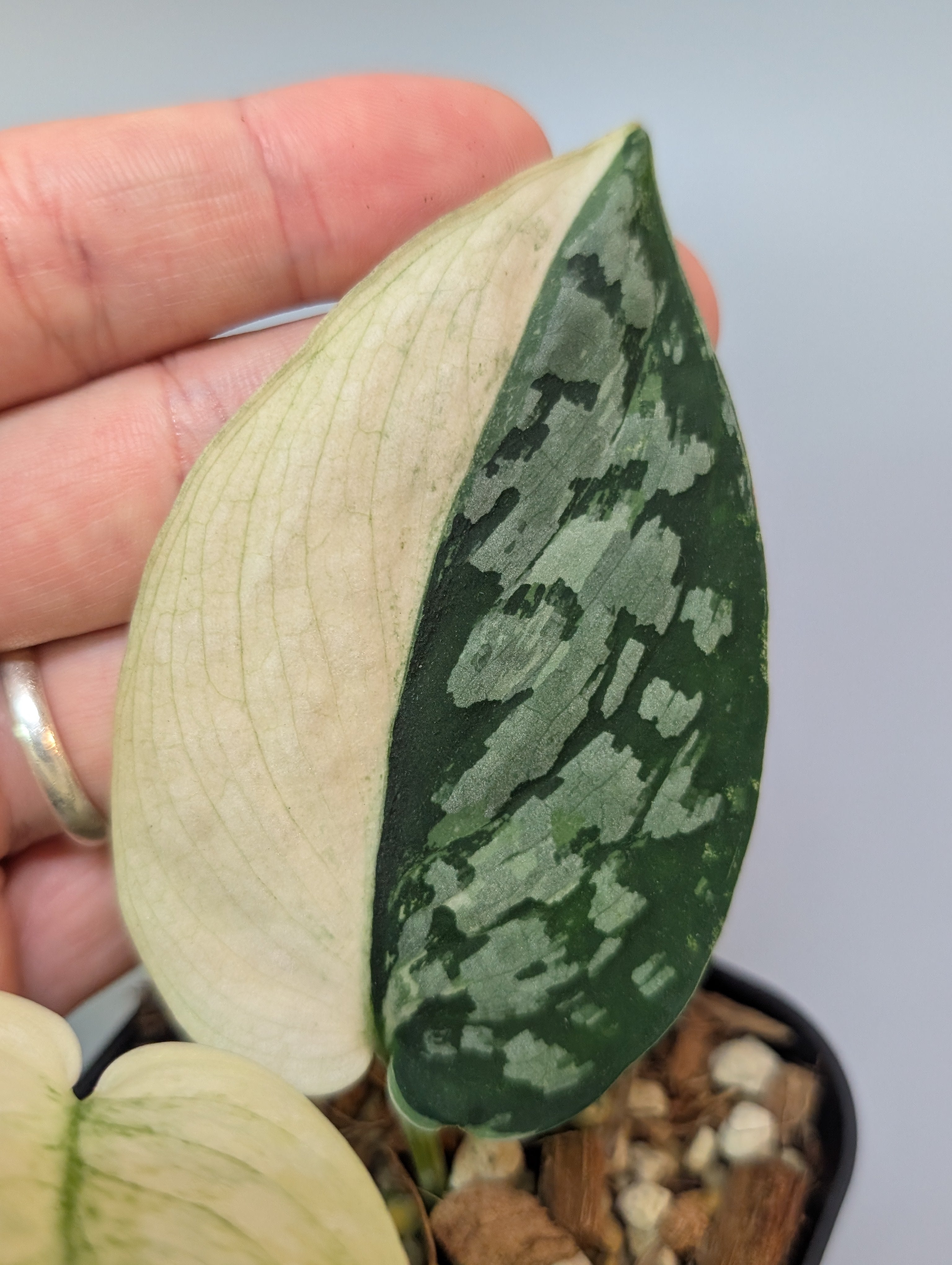 スキンダプサス ケンカナ　1 スキンダプサス ケンカナ / Scindapsus kencana (1) – Nakayama-Plants