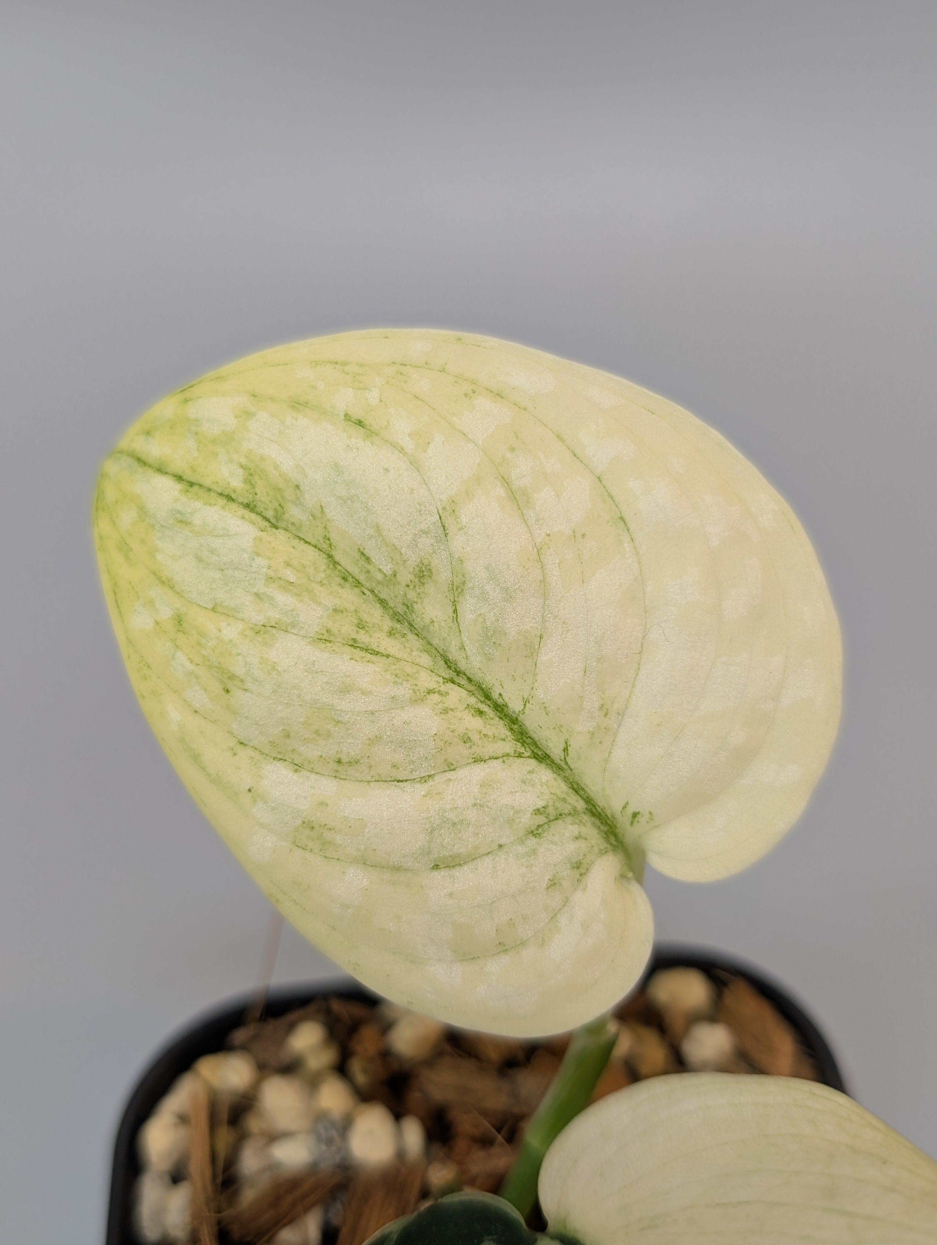 スキンダプサス ケンカナ　1 スキンダプサス ケンカナ / Scindapsus kencana (1) – Nakayama-Plants