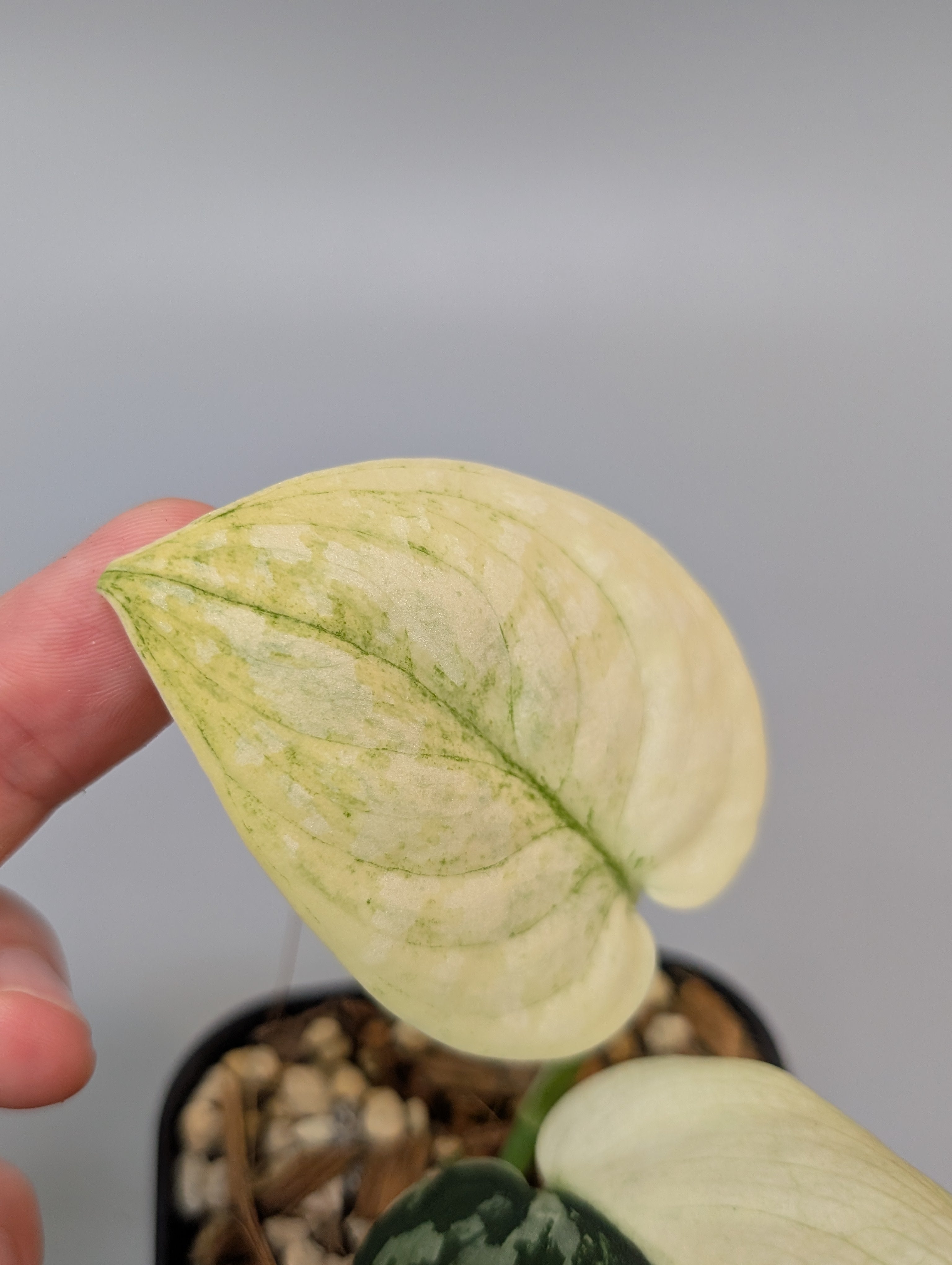 スキンダプサス ホワイトクリスタル　大株　1 スキンダプサス ホワイトクリスタル 大株 1