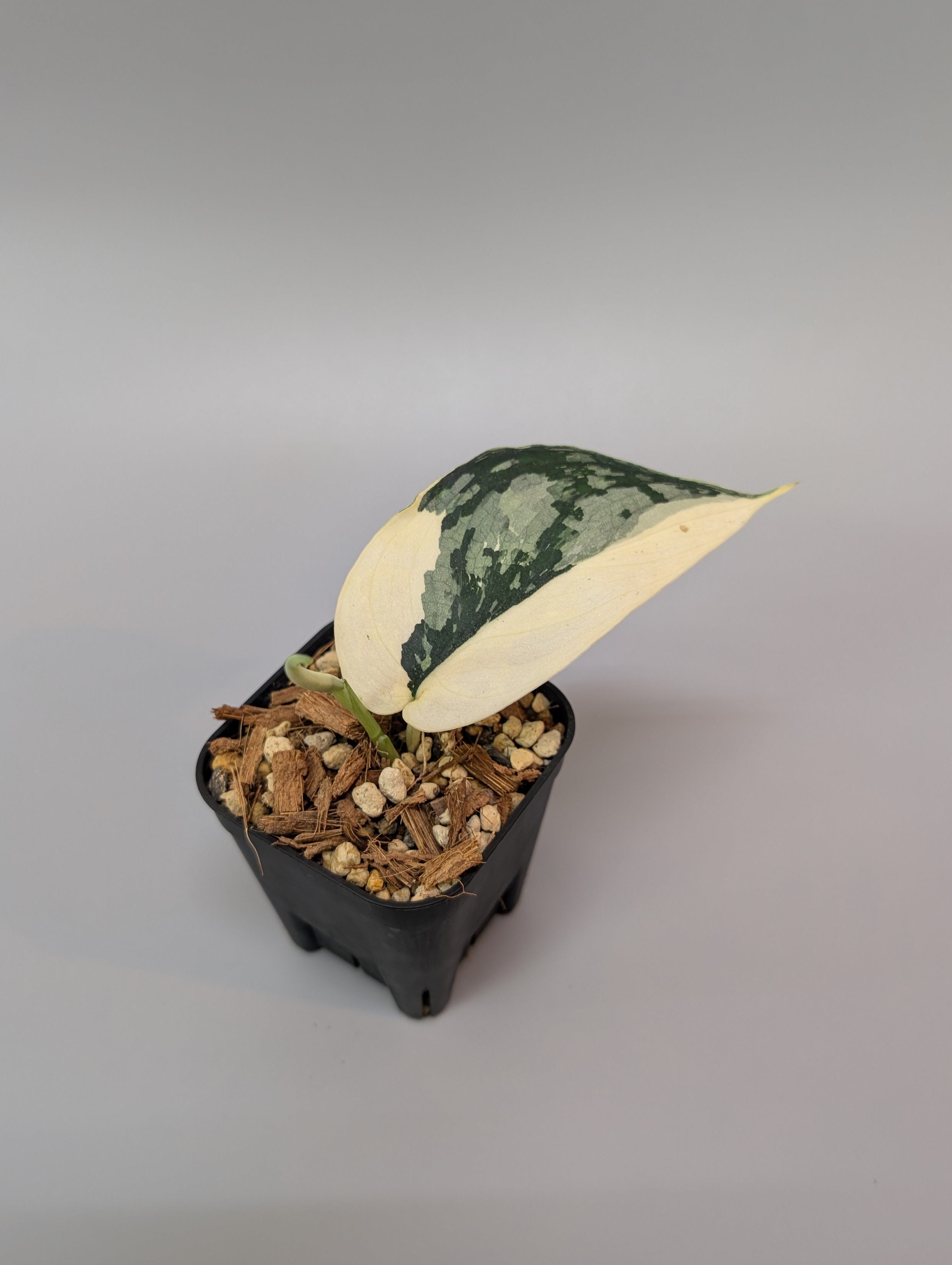 SIGUMA❗️スキンダプサス　マリポサ スキンダプサス マリポーサ / Scindapsus Mariposa 028c